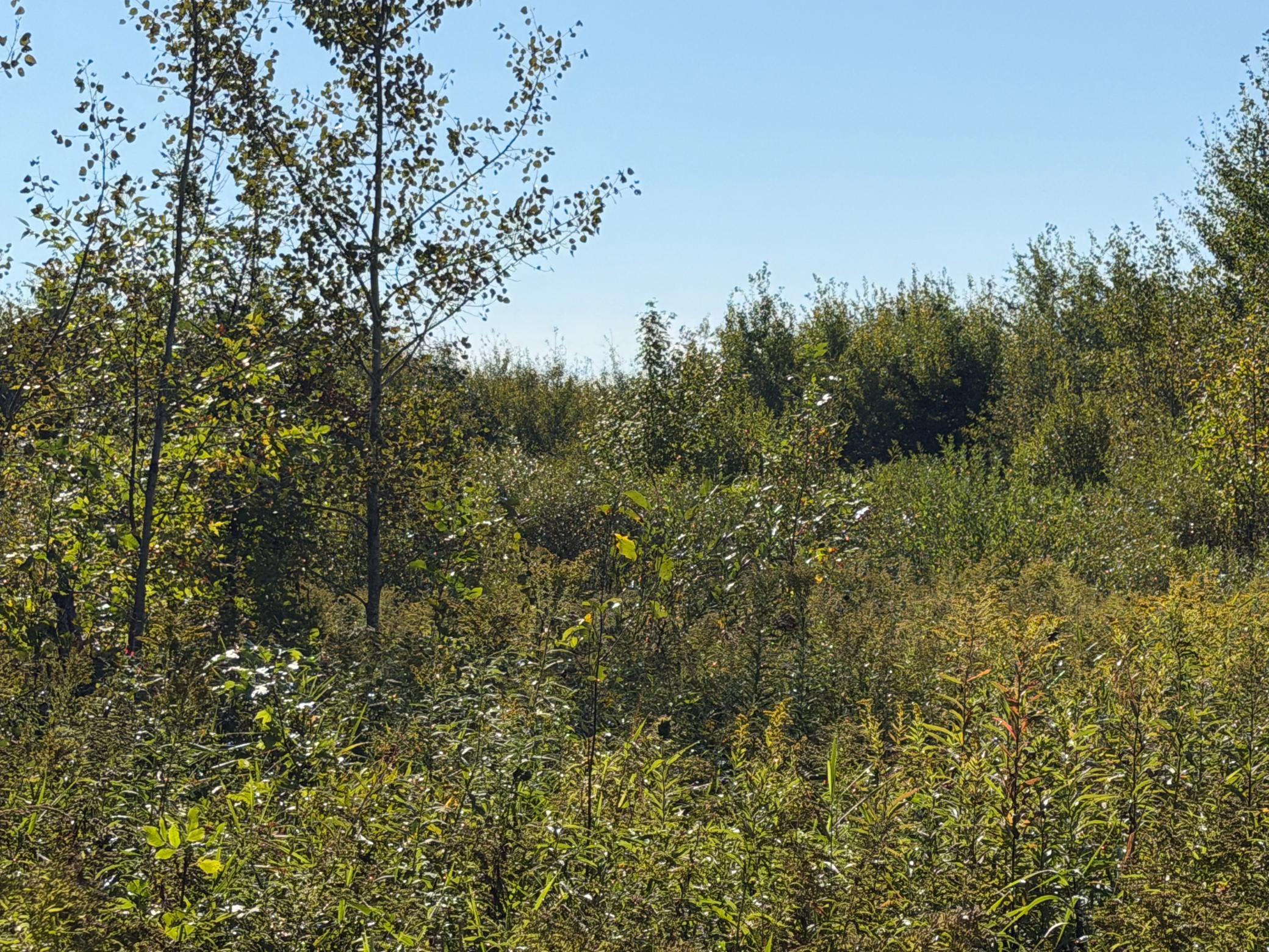 View of Land at TBD 290th Street, Onamia MN 56359, Onamia (80 of 104) - Mike Wilen | Minnesota Team Real Estate
