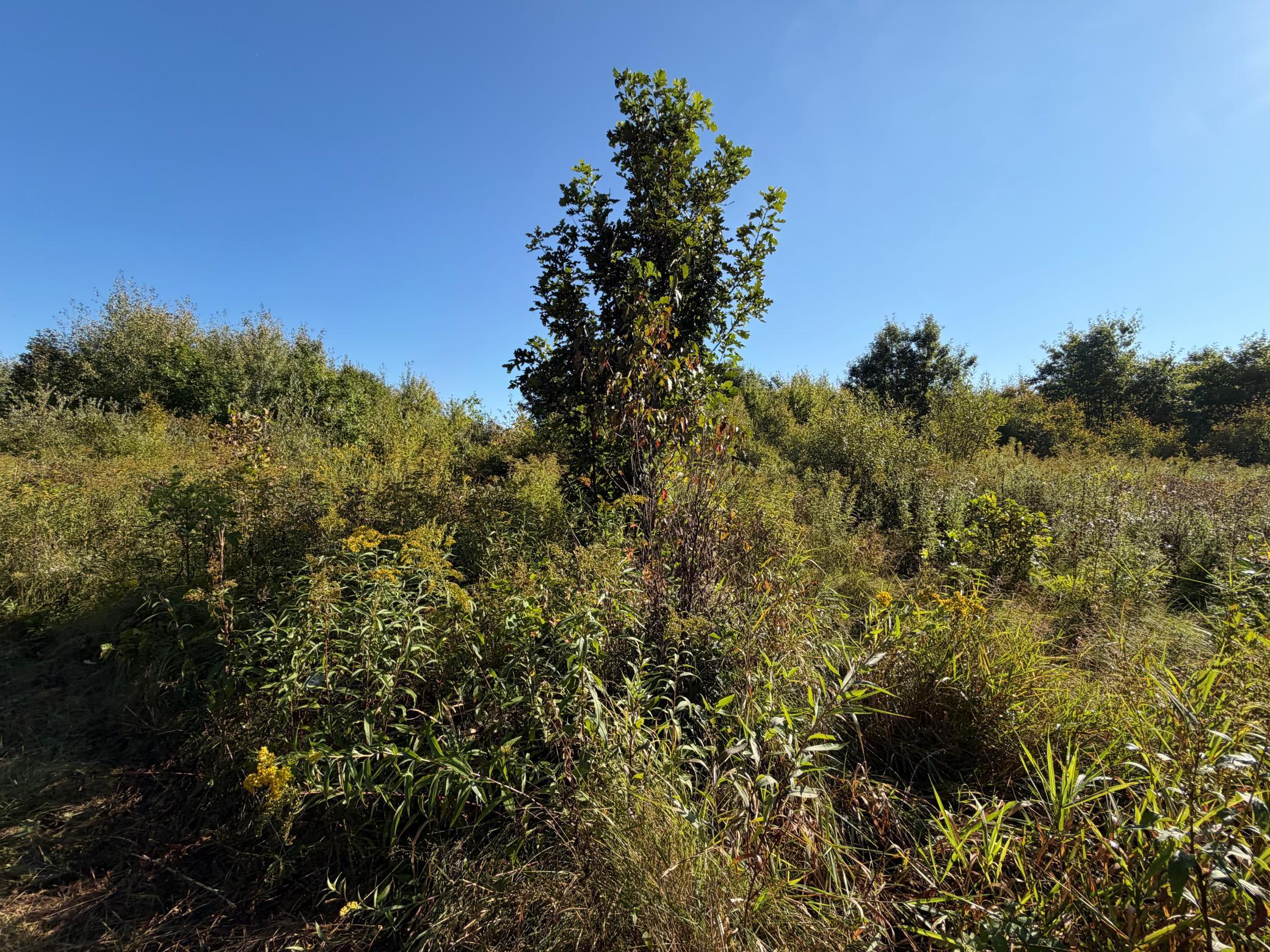 View of Land at TBD 290th Street, Onamia MN 56359, Onamia (79 of 104) - Mike Wilen | Minnesota Team Real Estate
