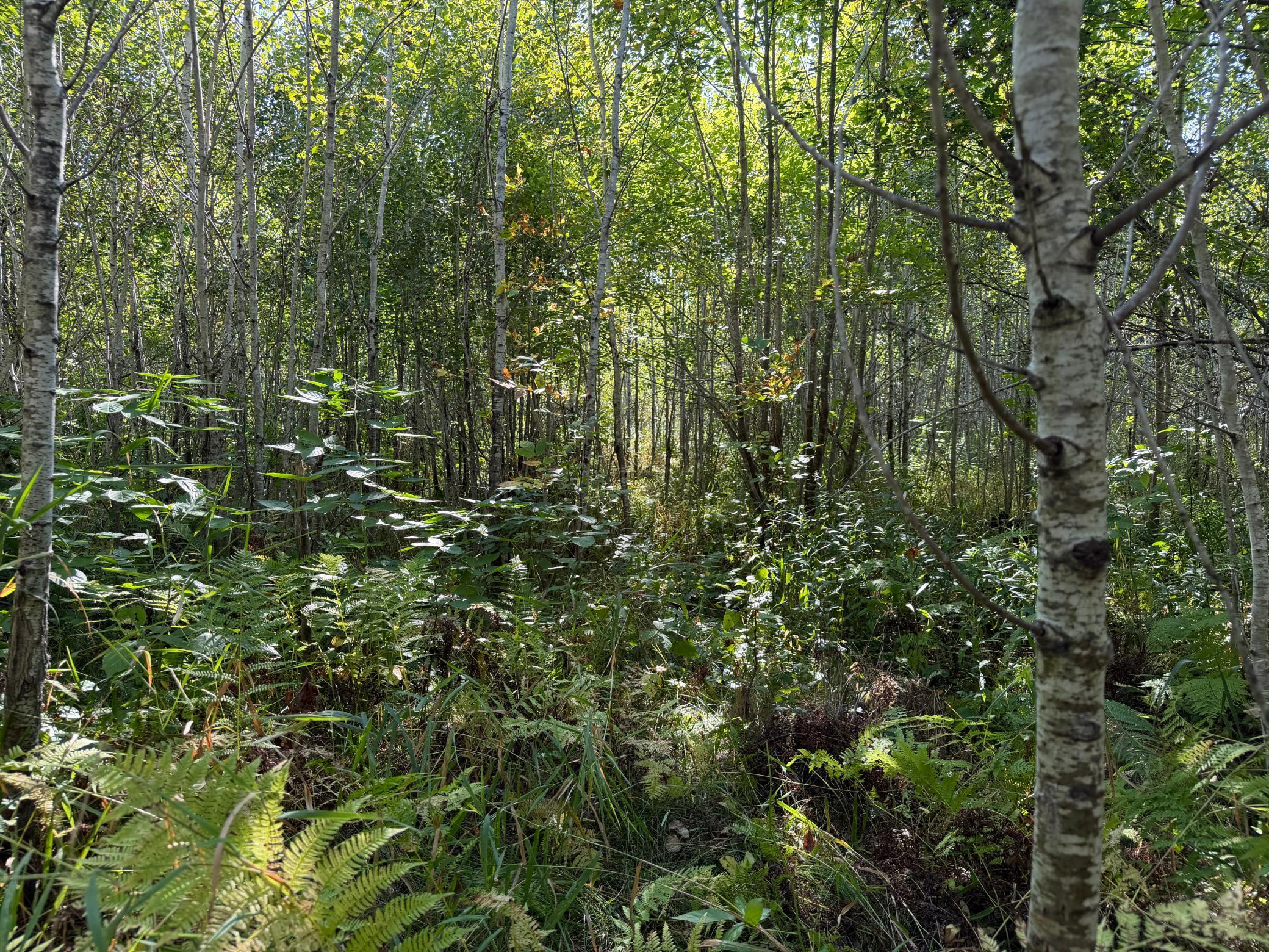View of Land at TBD 290th Street, Onamia MN 56359, Onamia (77 of 104) - Mike Wilen | Minnesota Team Real Estate