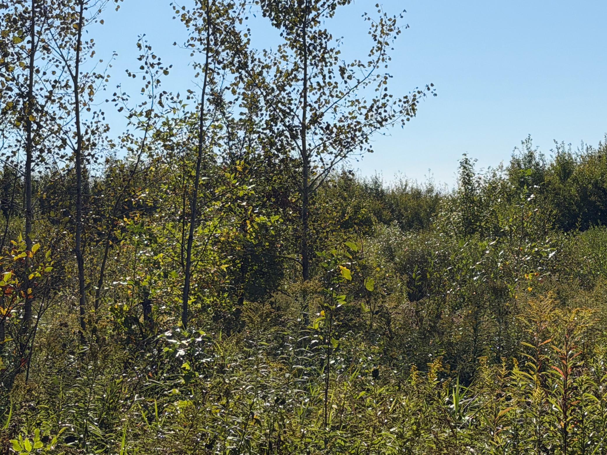 View of Land at TBD 290th Street, Onamia MN 56359, Onamia (76 of 104) - Mike Wilen | Minnesota Team Real Estate