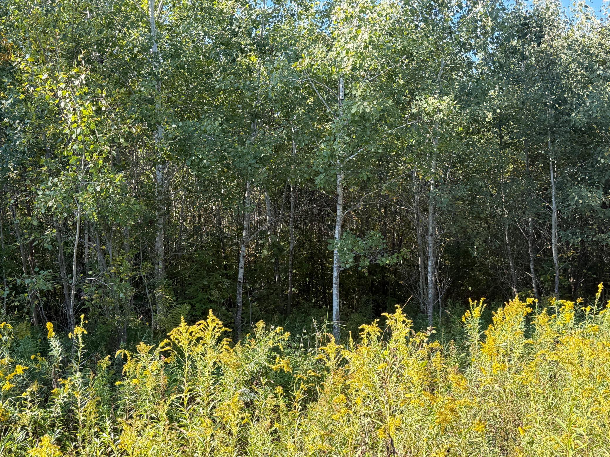 View of Land at TBD 290th Street, Onamia MN 56359, Onamia (72 of 104) - Mike Wilen | Minnesota Team Real Estate