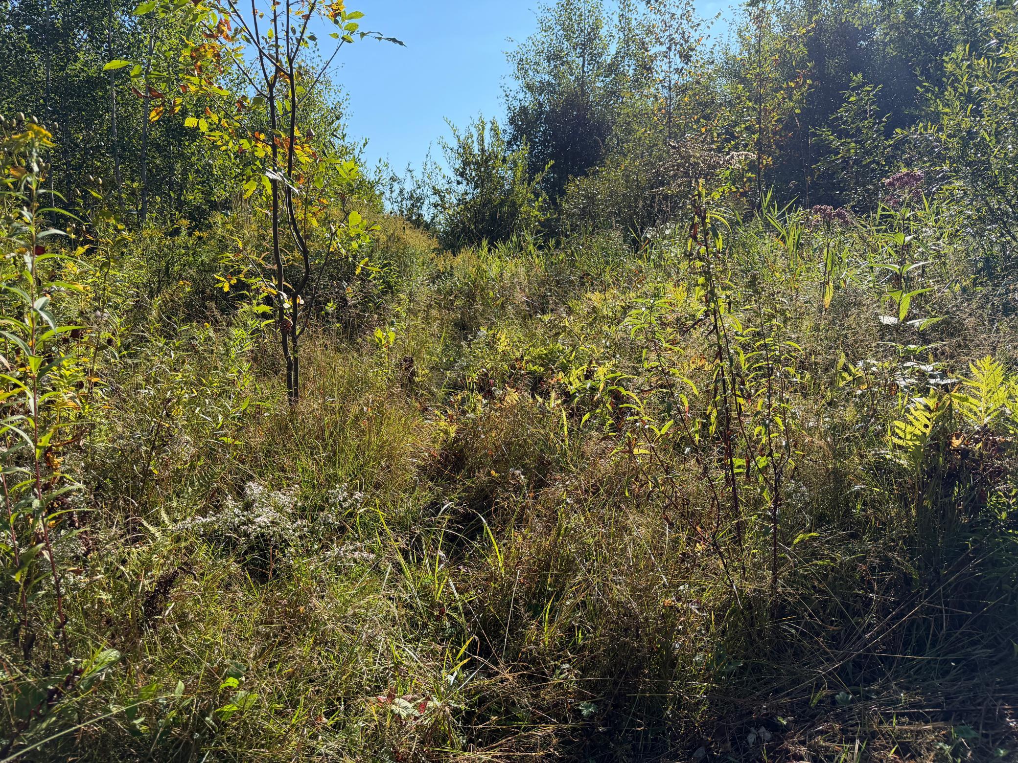 View of Land at TBD 290th Street, Onamia MN 56359, Onamia (70 of 104) - Mike Wilen | Minnesota Team Real Estate