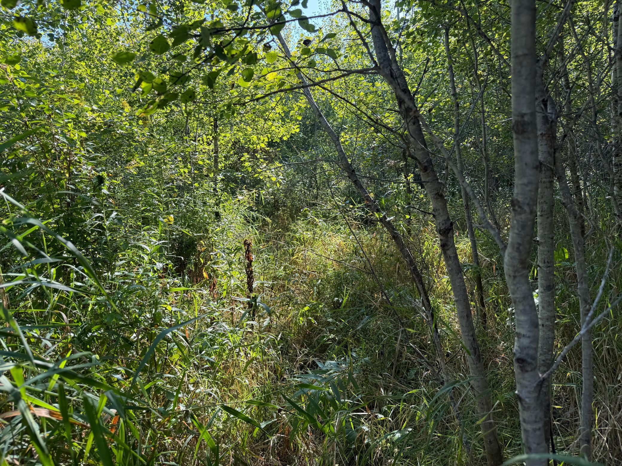 View of Land at TBD 290th Street, Onamia MN 56359, Onamia (67 of 104) - Mike Wilen | Minnesota Team Real Estate
