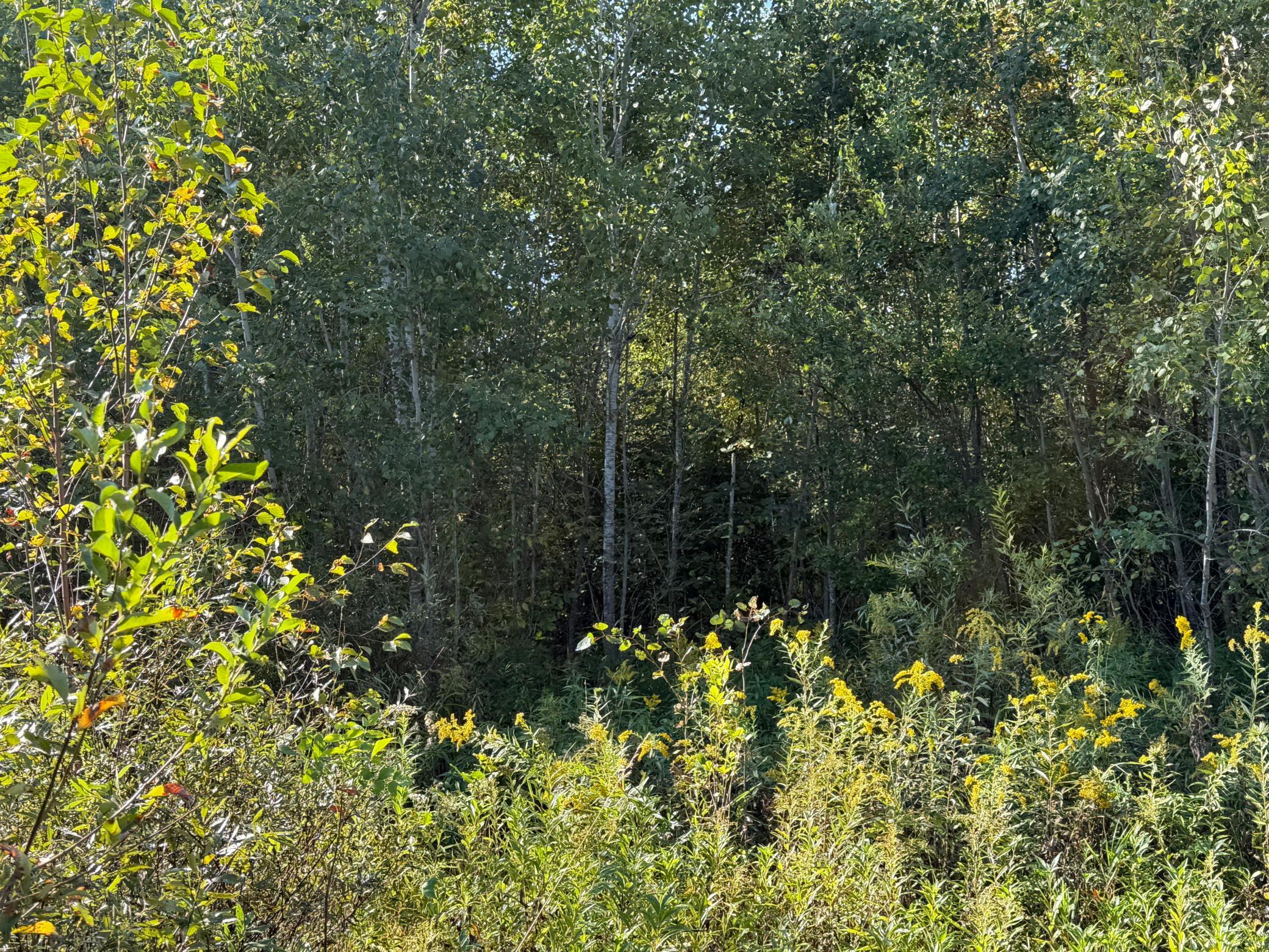 View of Land at TBD 290th Street, Onamia MN 56359, Onamia (63 of 104) - Mike Wilen | Minnesota Team Real Estate