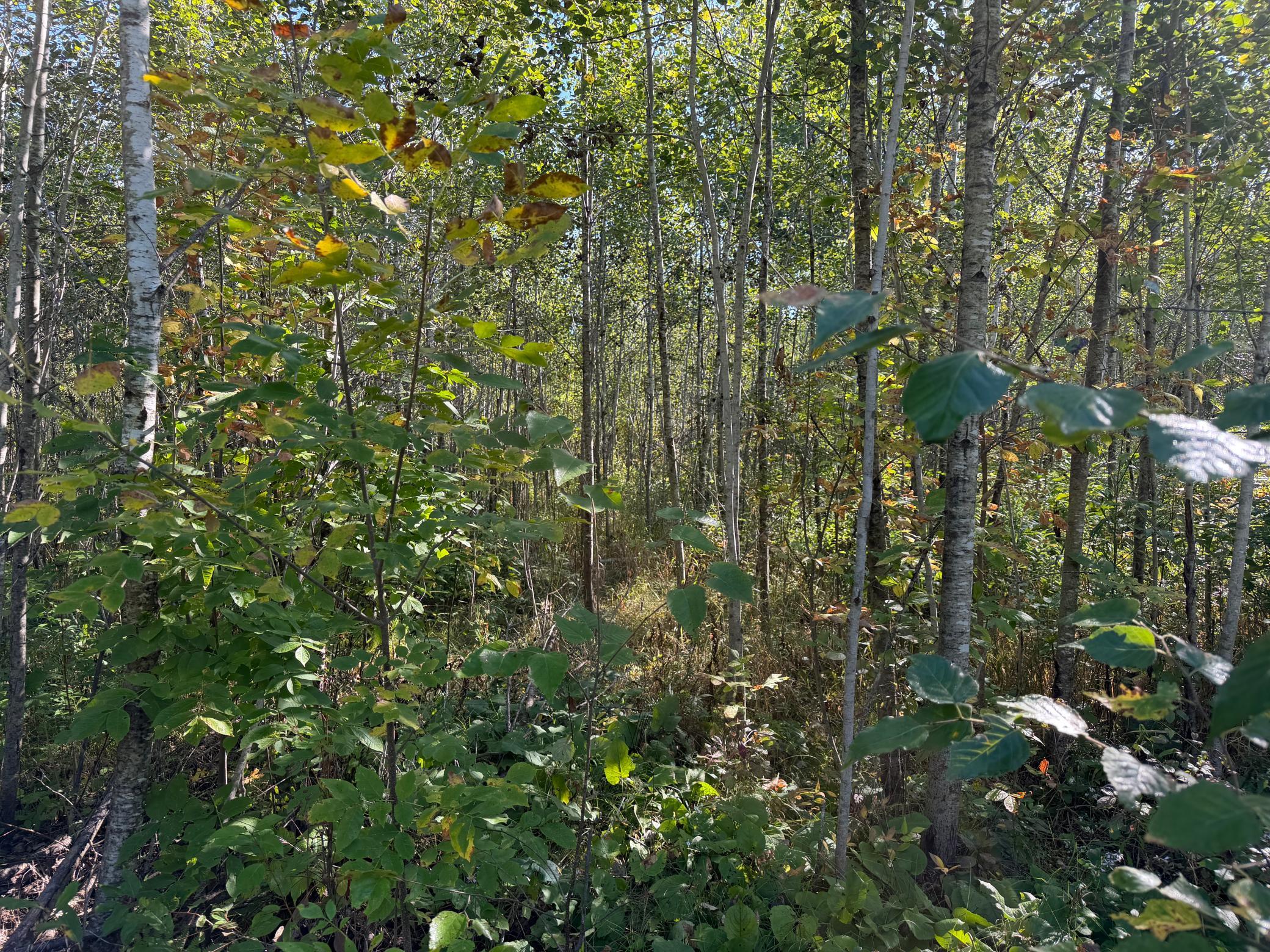 View of Land at TBD 290th Street, Onamia MN 56359, Onamia (59 of 104) - Mike Wilen | Minnesota Team Real Estate