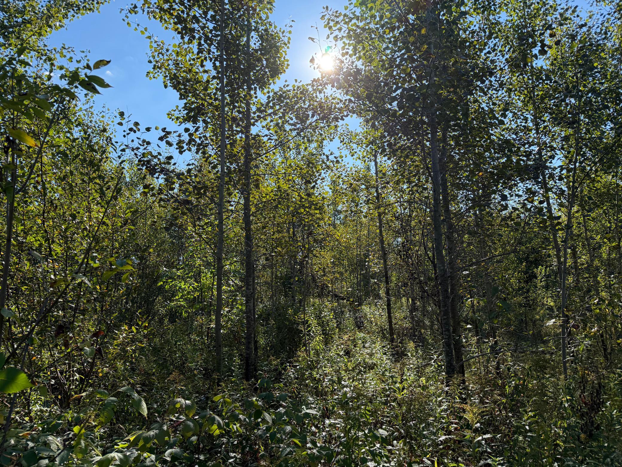 View of Land at TBD 290th Street, Onamia MN 56359, Onamia (54 of 104) - Mike Wilen | Minnesota Team Real Estate