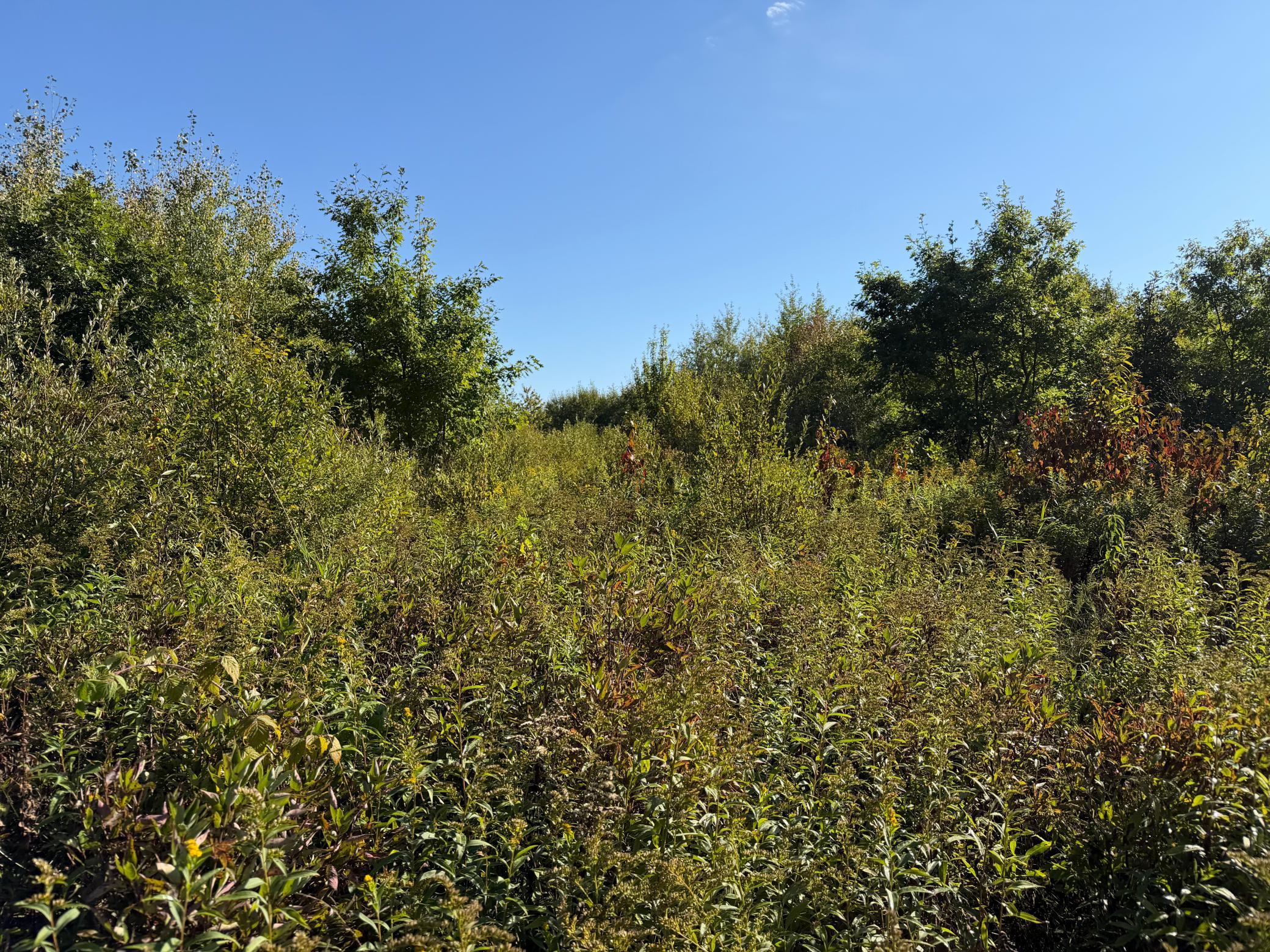 View of Land at TBD 290th Street, Onamia MN 56359, Onamia (53 of 104) - Mike Wilen | Minnesota Team Real Estate