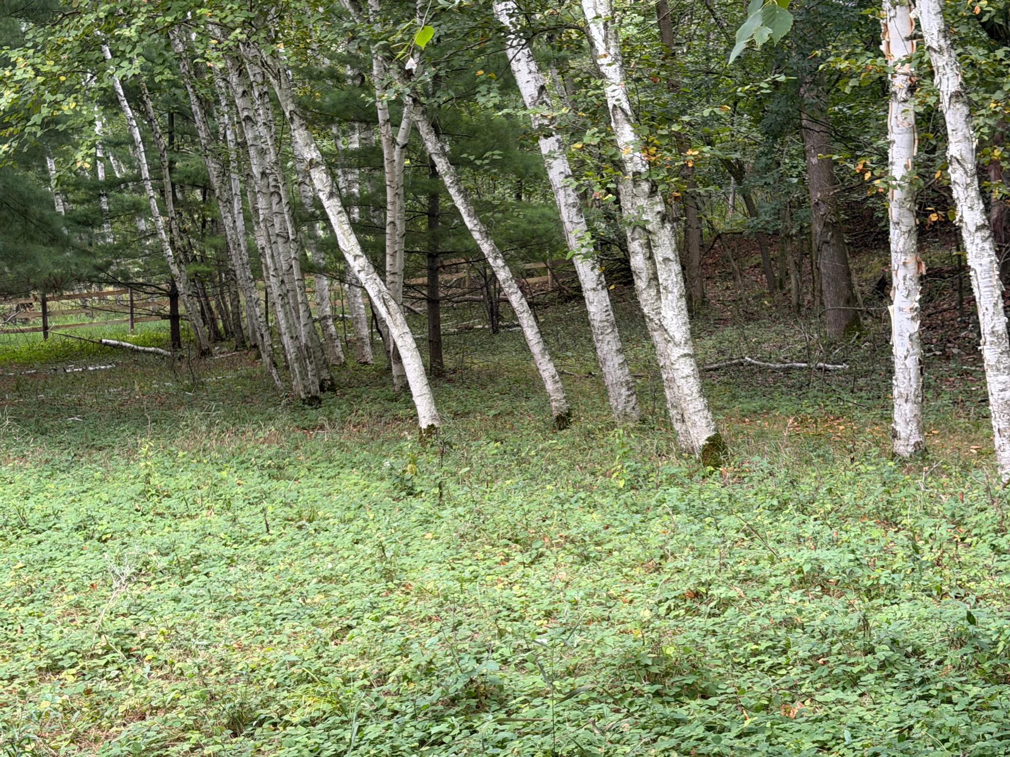 View of Residential at 15581 Afton Boulevard, Afton MN 55001, Afton (87 of 94) - Mike Wilen | Minnesota Team Real Estate