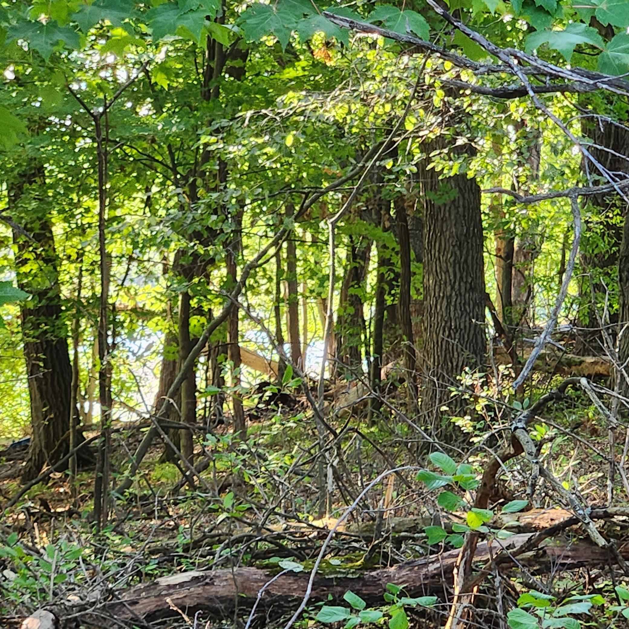 View of Land at TBD 241st Lane, Bethel - Mike Wilen | Minnesota Team Real Estate
