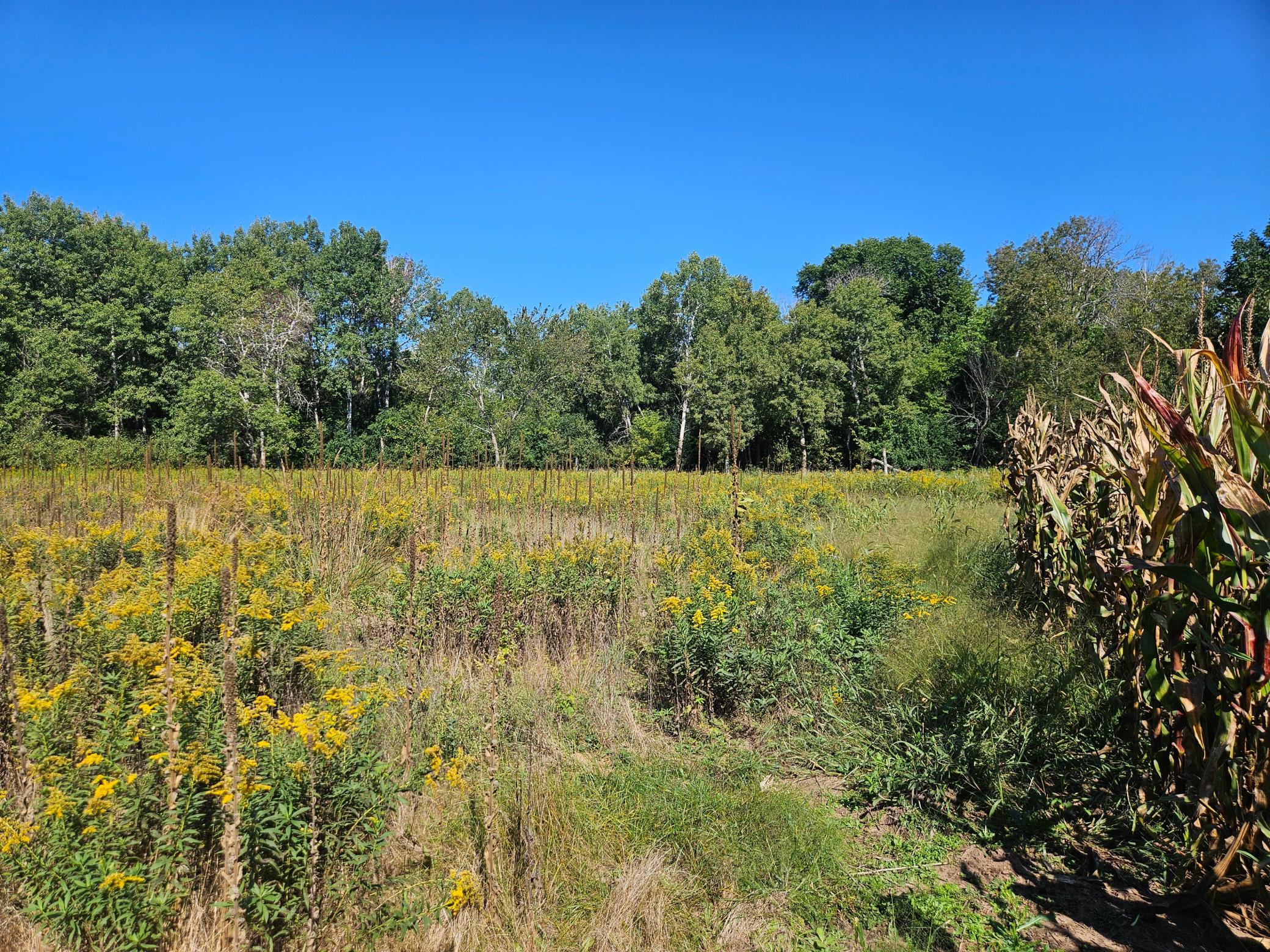 View of Land at xxxx 313th Avenue, Princeton MN 55371, Princeton (6 of 12) - Mike Wilen | Minnesota Team Real Estate