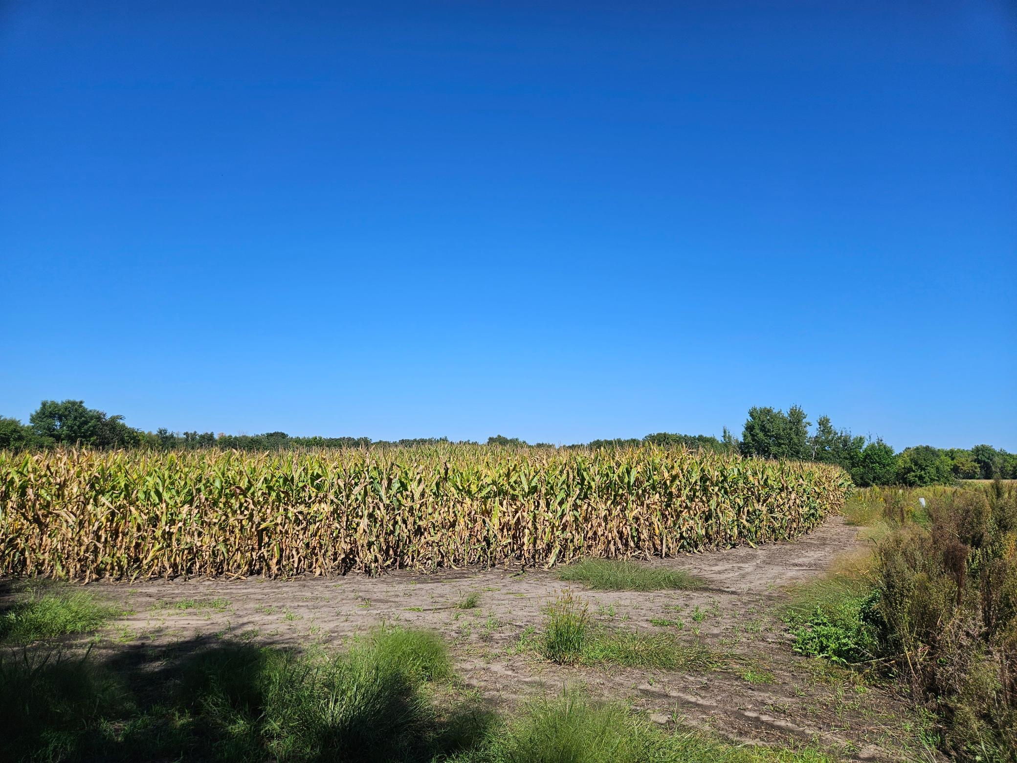 View of Land at xxxx 313th Avenue, Princeton MN 55371, Princeton (8 of 12) - Mike Wilen | Minnesota Team Real Estate