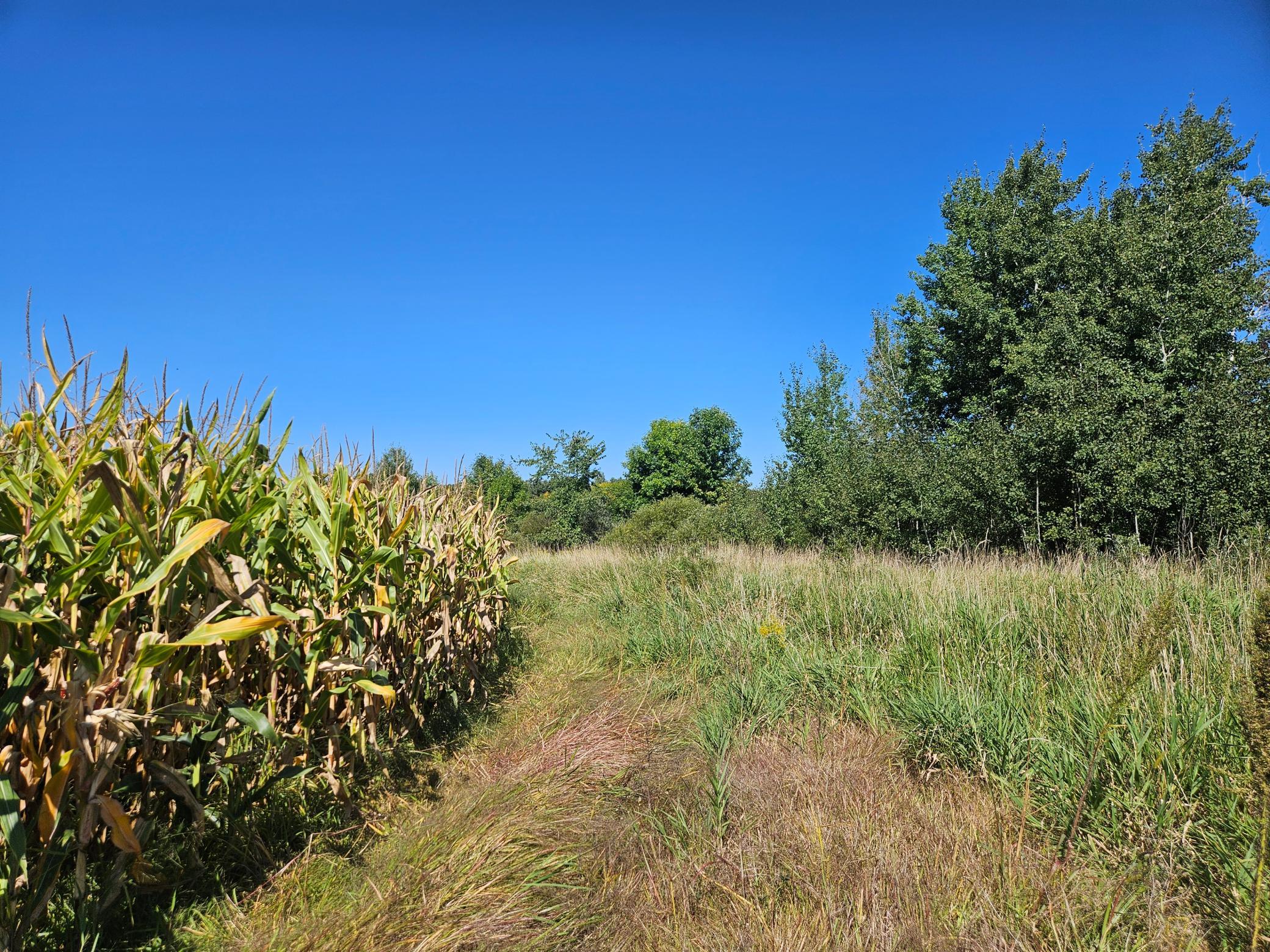 View of Land at xxxx 313th Avenue, Princeton MN 55371, Princeton (9 of 12) - Mike Wilen | Minnesota Team Real Estate