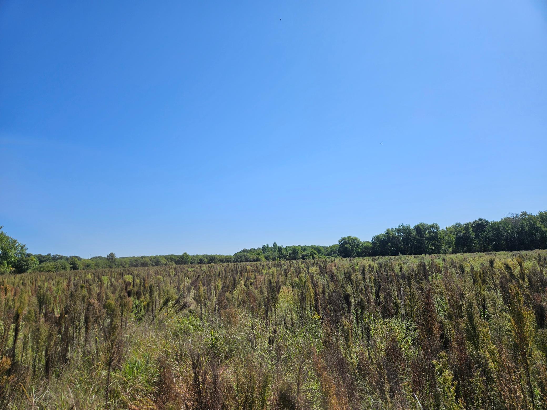 View of Land at xxxx 313th Avenue, Princeton MN 55371, Princeton (3 of 12) - Mike Wilen | Minnesota Team Real Estate