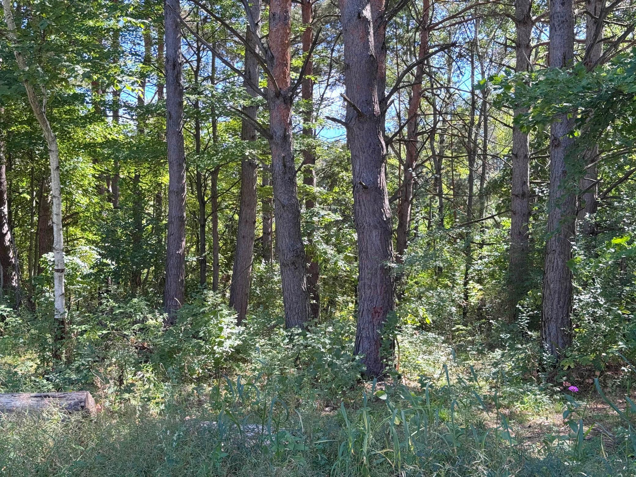 View of Residential at 18943 Fillmore Street, East Bethel MN 55011, East Bethel (72 of 76) - Mike Wilen | Minnesota Team Real Estate