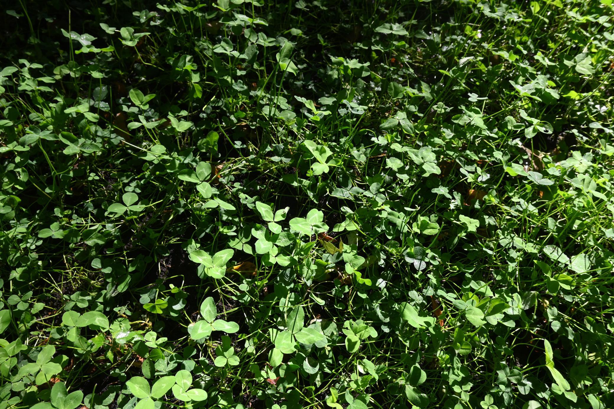 View of Land at 0000 17th St, Clear Lake MN 55319, Clear Lake (46 of 47) - Mike Wilen | Minnesota Team Real Estate