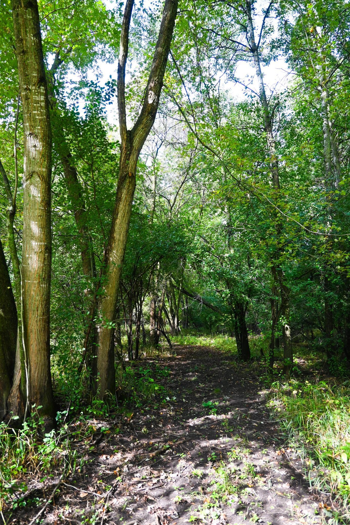 View of Land at 0000 17th St, Clear Lake MN 55319, Clear Lake (29 of 47) - Mike Wilen | Minnesota Team Real Estate