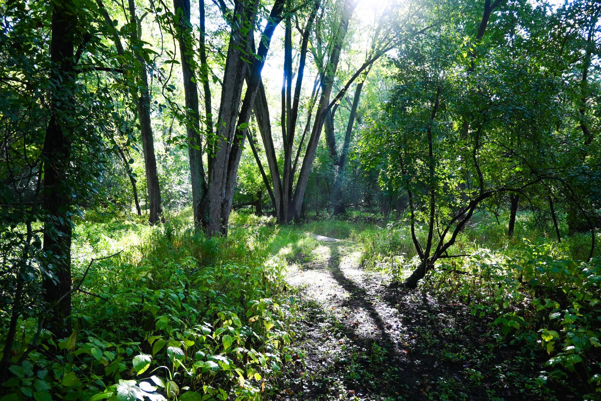 View of Land at 0000 17th St, Clear Lake MN 55319, Clear Lake (27 of 47) - Mike Wilen | Minnesota Team Real Estate