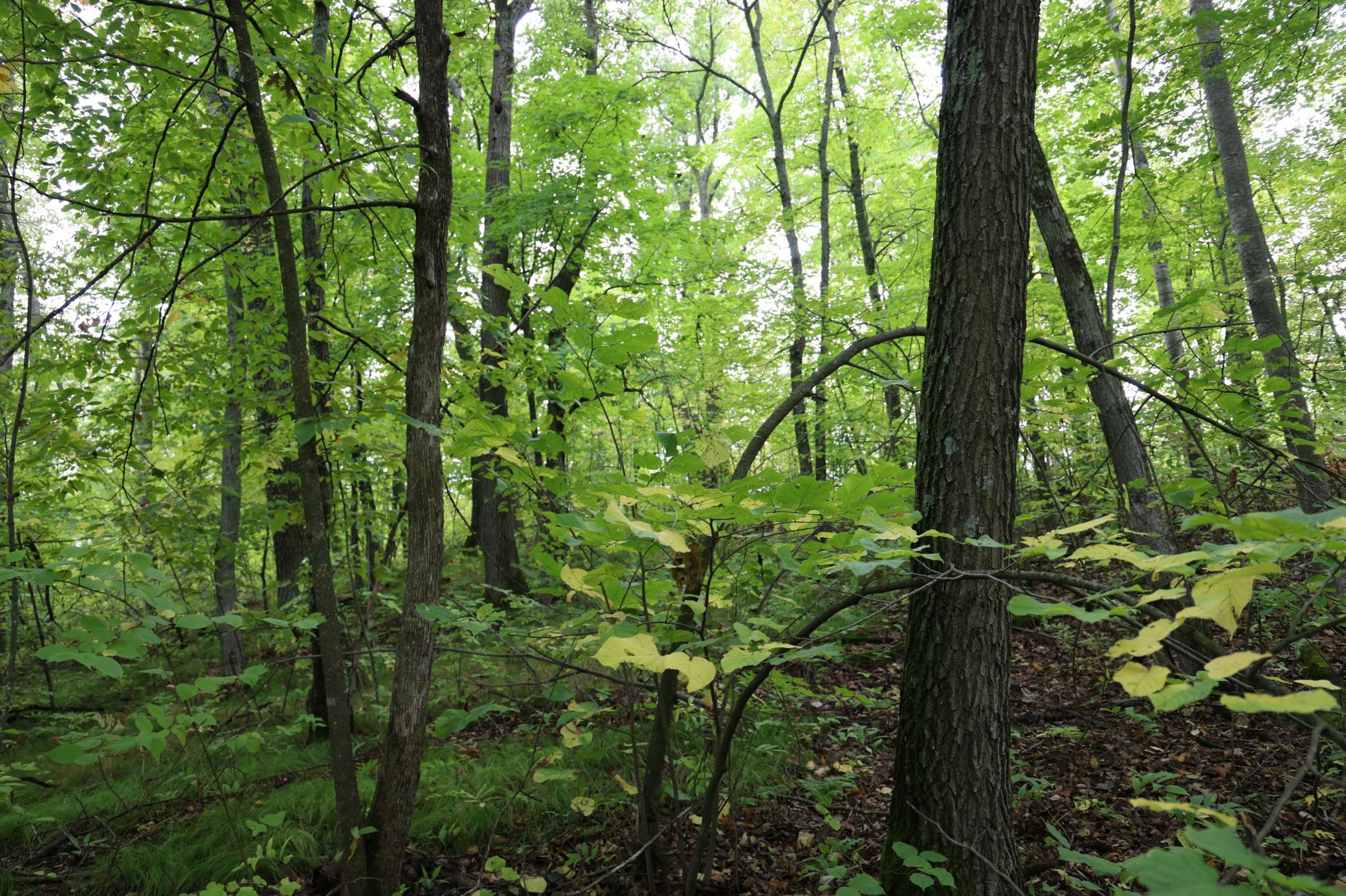 View of Land at 468xx Sugarbrush Circle, Garrison MN 56450, Garrison (8 of 8) - Mike Wilen | Minnesota Team Real Estate