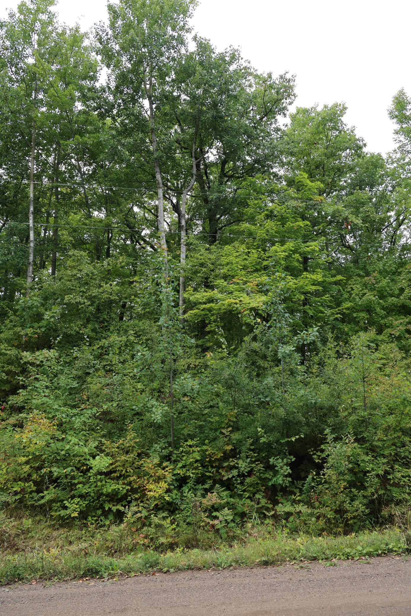 View of Land at 468xx Sugarbrush Circle, Garrison MN 56450, Garrison (4 of 8) - Mike Wilen | Minnesota Team Real Estate