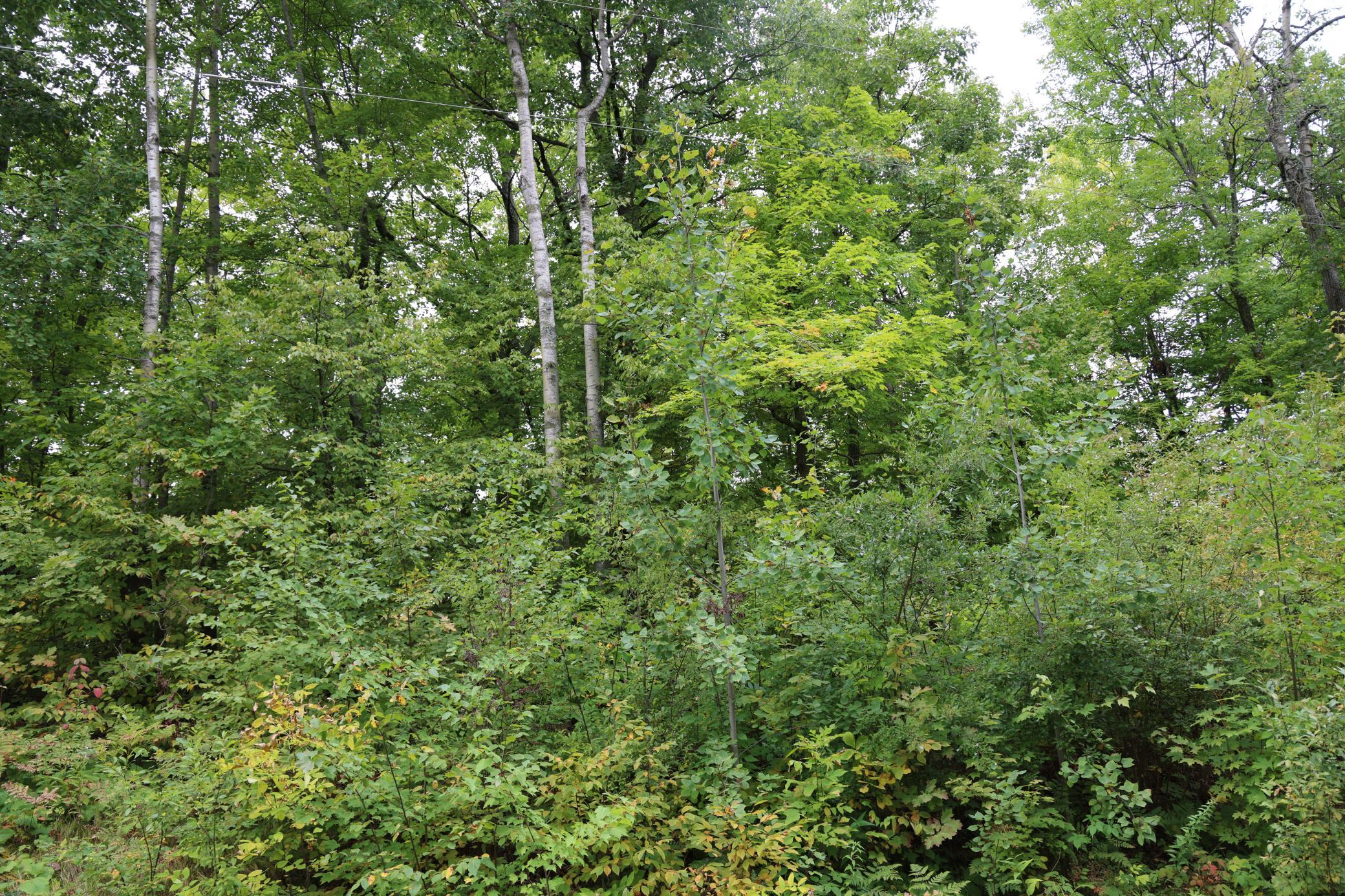 View of Land at 468xx Sugarbrush Circle, Garrison MN 56450, Garrison (3 of 8) - Mike Wilen | Minnesota Team Real Estate