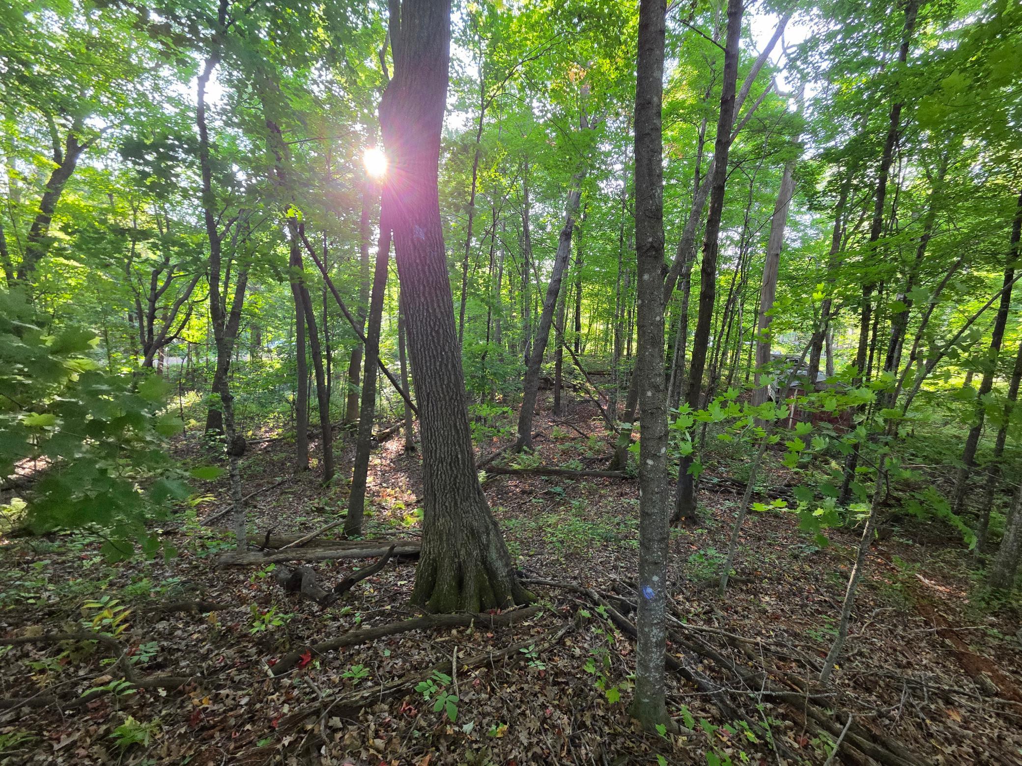View of Residential Lot at TBD Deer Trail, Garrison - Mike Wilen | Minnesota Team Real Estate