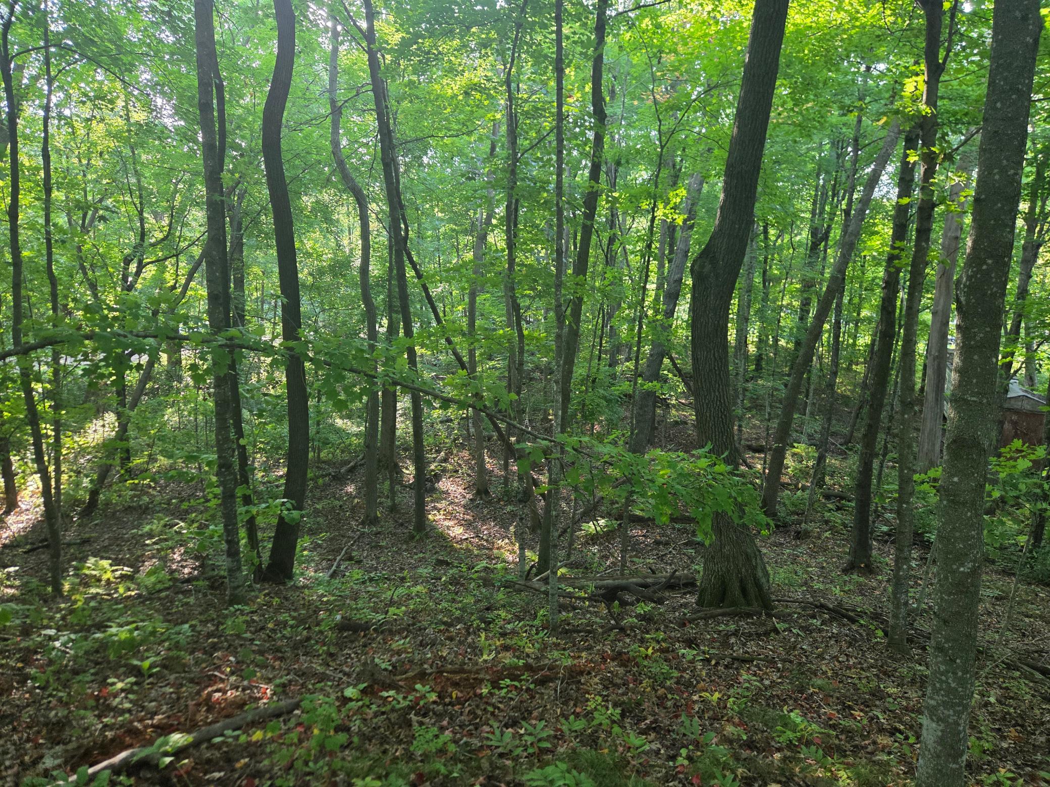View of Land at TBD Deer Trail, Garrison MN 56450, Garrison (4 of 7) - Mike Wilen | Minnesota Team Real Estate
