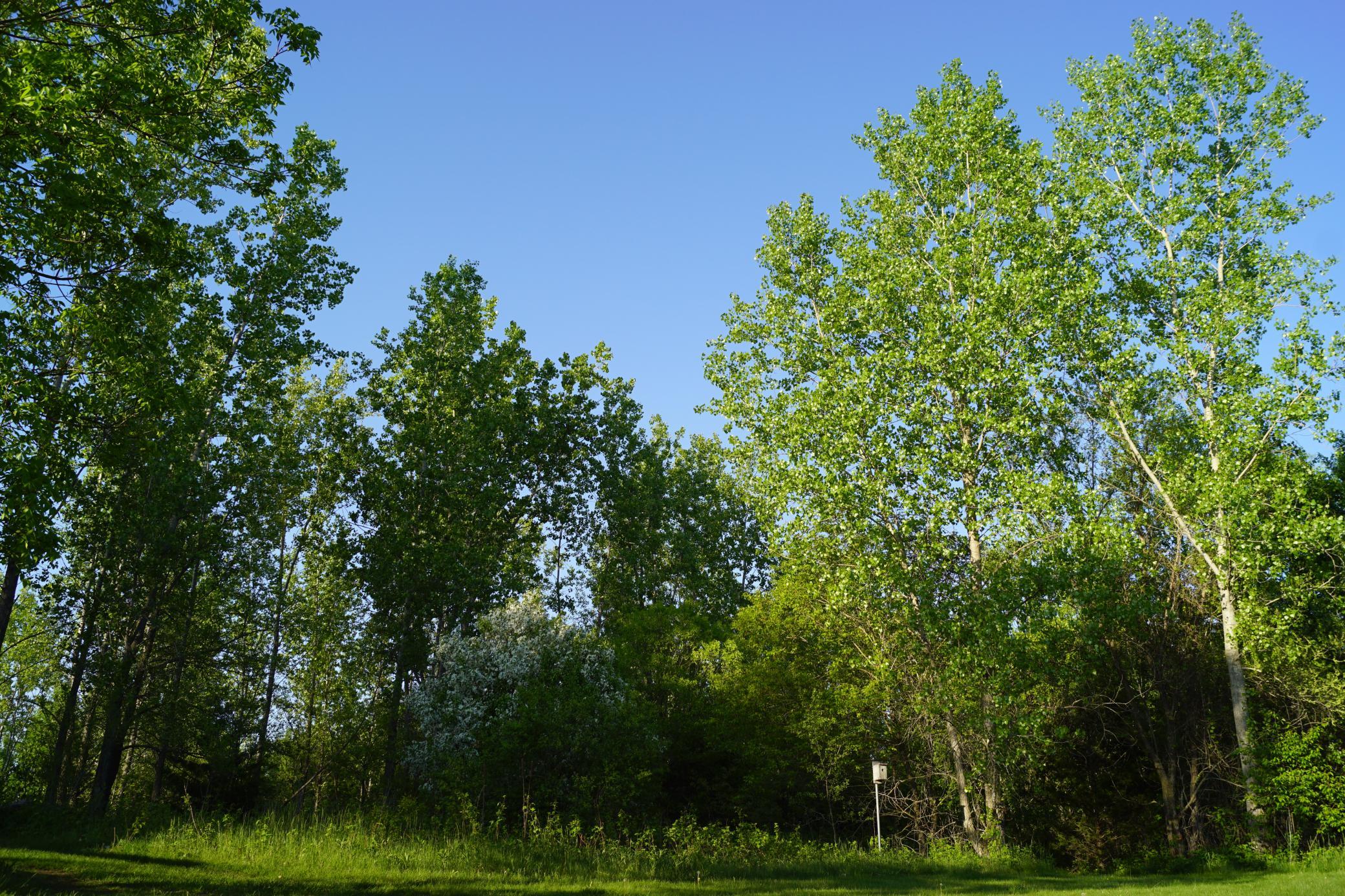 View of Residential at 14318 316th Avenue, Princeton MN 55371, Princeton (24 of 36) - Mike Wilen | Minnesota Team Real Estate