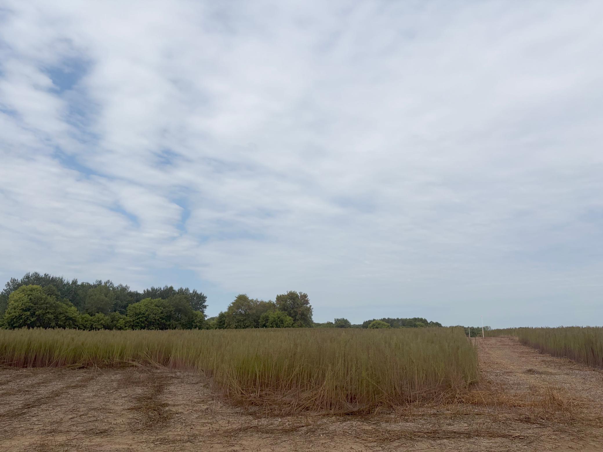 View of Land at TBD (L1-SM East) 269th Avenue, Isanti MN 55040, Isanti (3 of 21) - Mike Wilen | Minnesota Team Real Estate