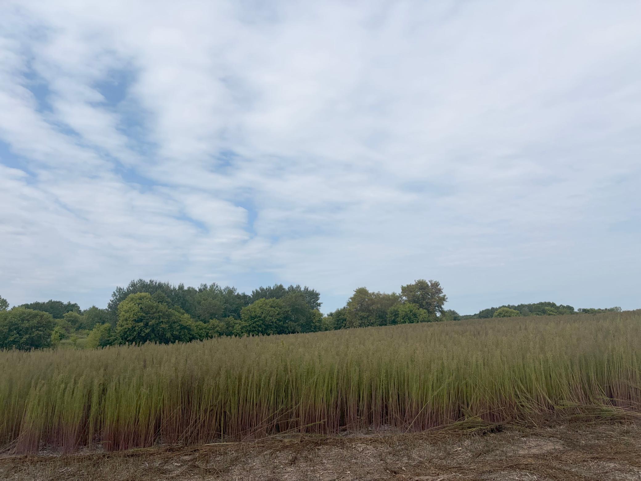 View of Land at TBD (L1-SM East) 269th Avenue, Isanti MN 55040, Isanti (2 of 21) - Mike Wilen | Minnesota Team Real Estate
