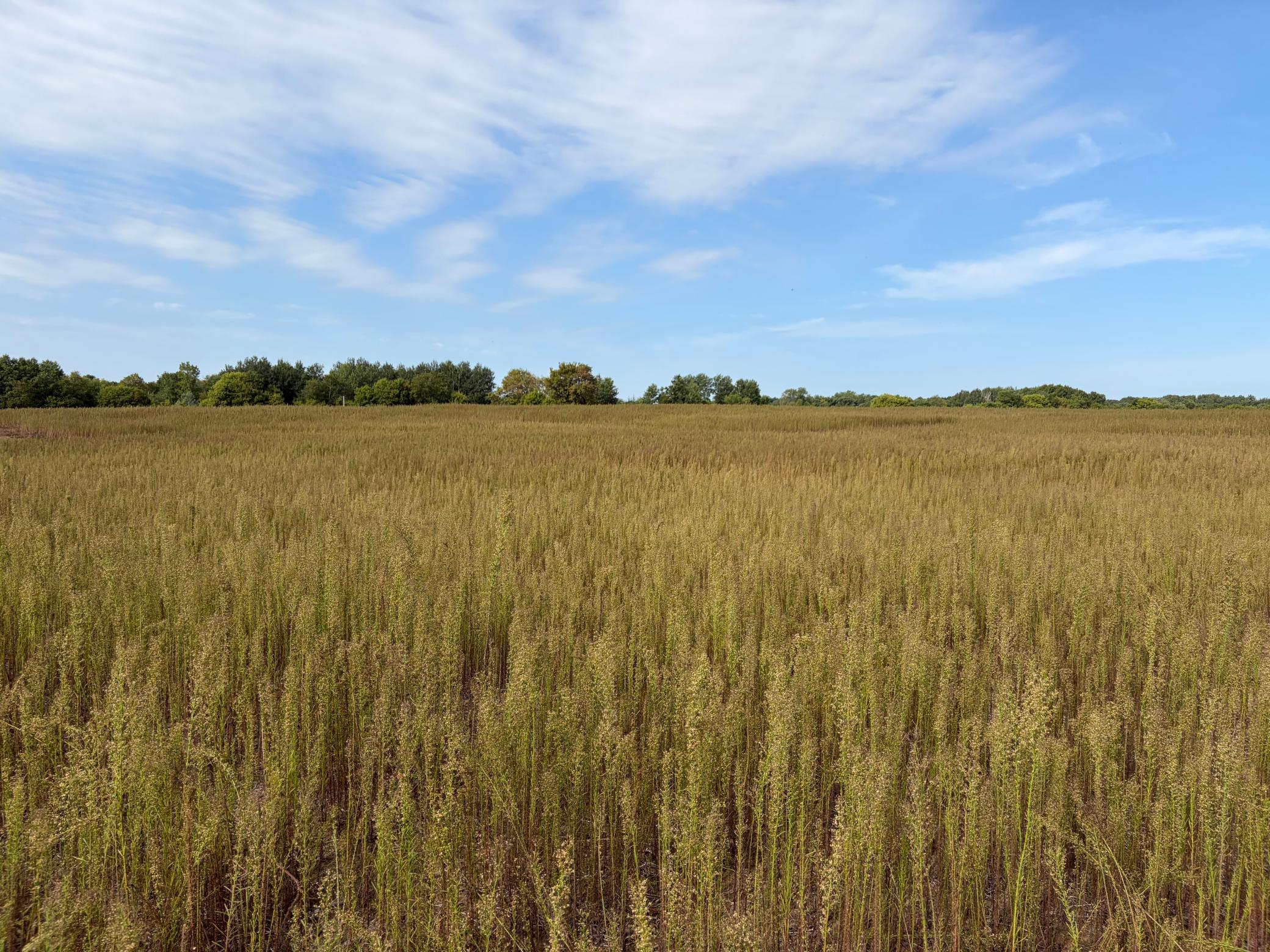 View of Residential Lot at TBD (L2-SM East) Yellowpine Court, Isanti - Mike Wilen | Minnesota Team Real Estate
