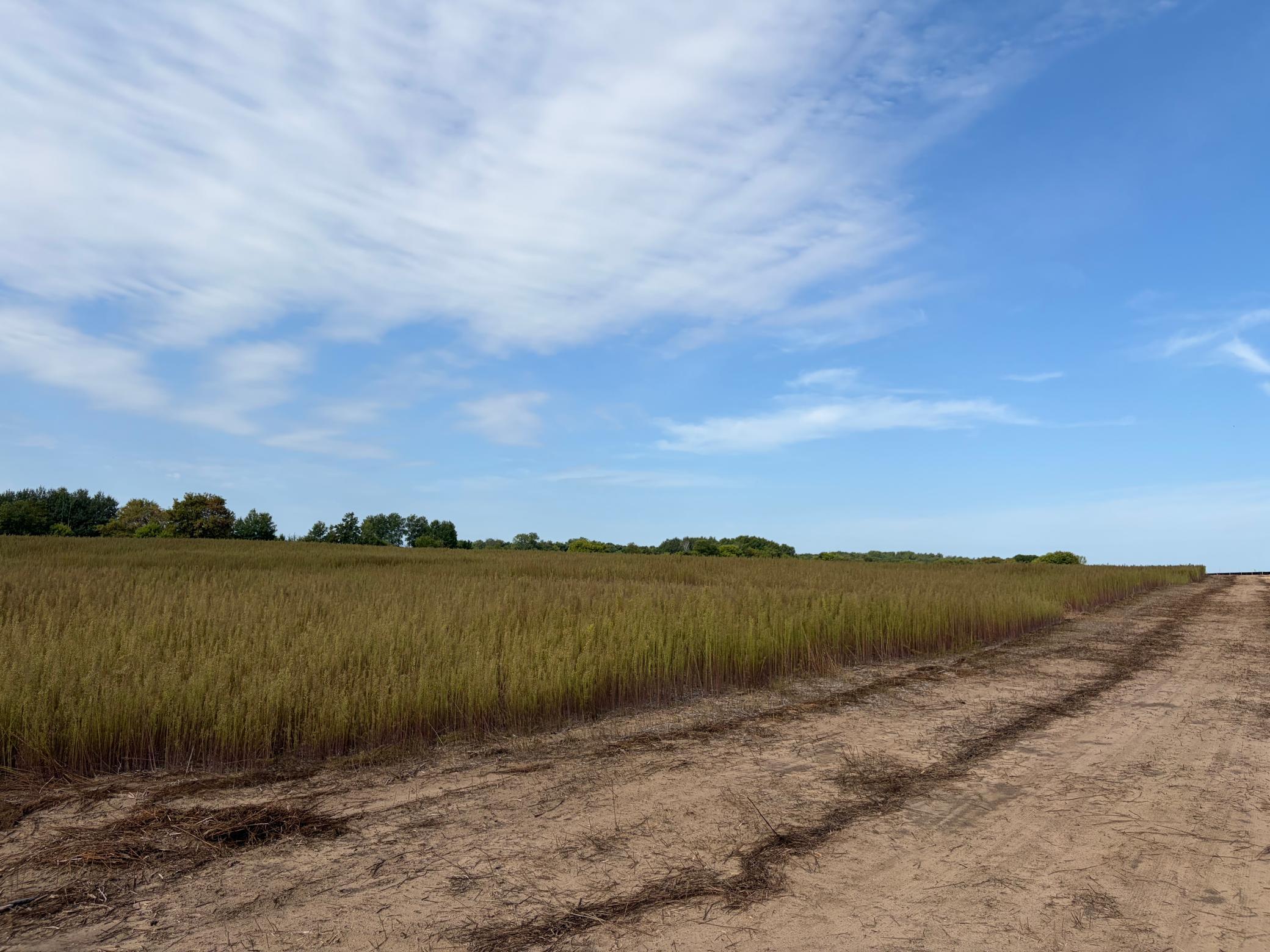 View of Land at TBD (L3-SM East) Yellowpine Court, Isanti MN 55040, Isanti (2 of 19) - Mike Wilen | Minnesota Team Real Estate