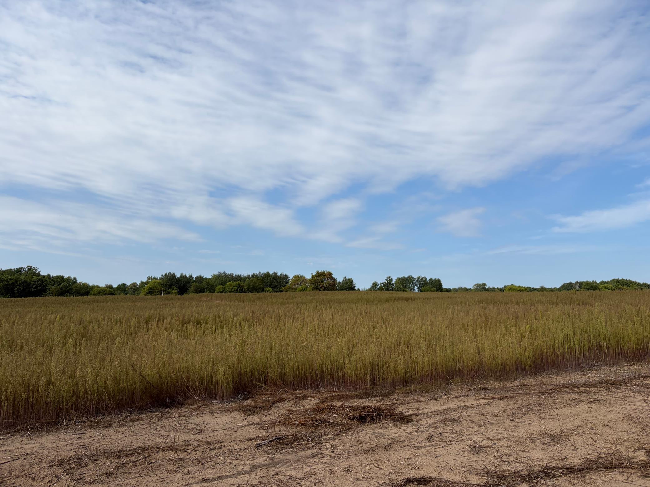 View of Residential Lot at TBD (L3-SM East) Yellowpine Court, Isanti - Mike Wilen | Minnesota Team Real Estate