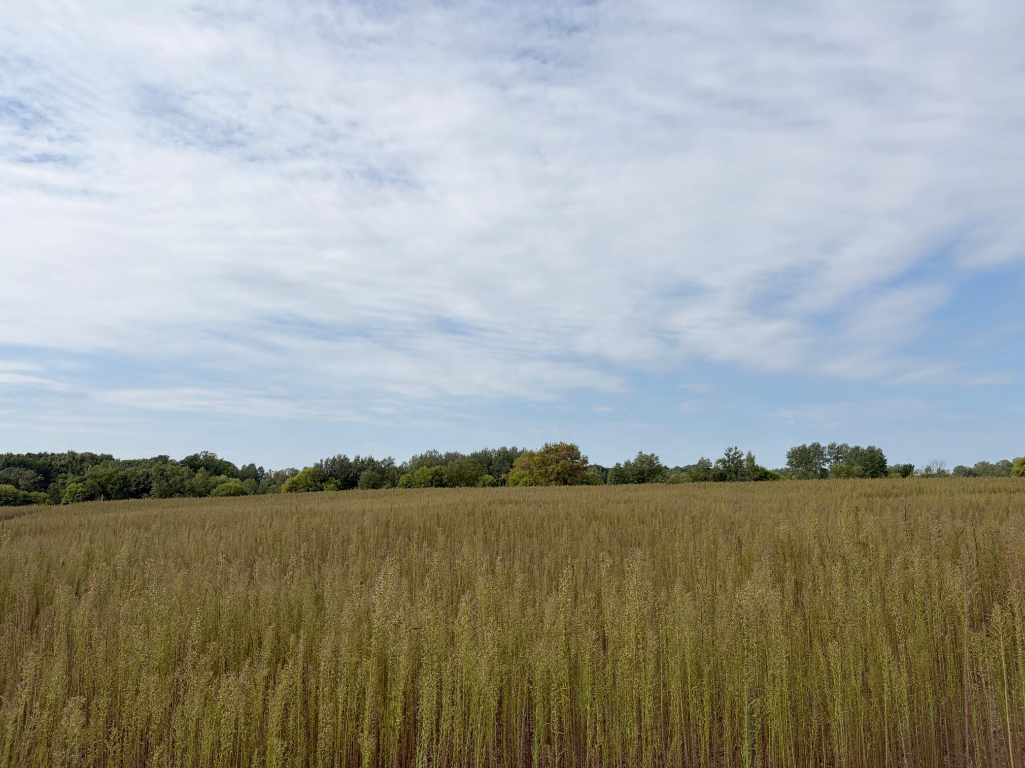 View of Residential Lot at TBD (L4-SM East) Yellowpine Court, Isanti - Mike Wilen | Minnesota Team Real Estate