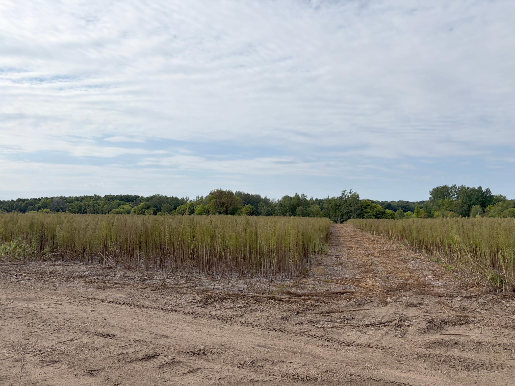 View of Land at TBD (L5-SM East) Yellowpine Court, Isanti MN 55040, Isanti (3 of 21) - Mike Wilen | Minnesota Team Real Estate