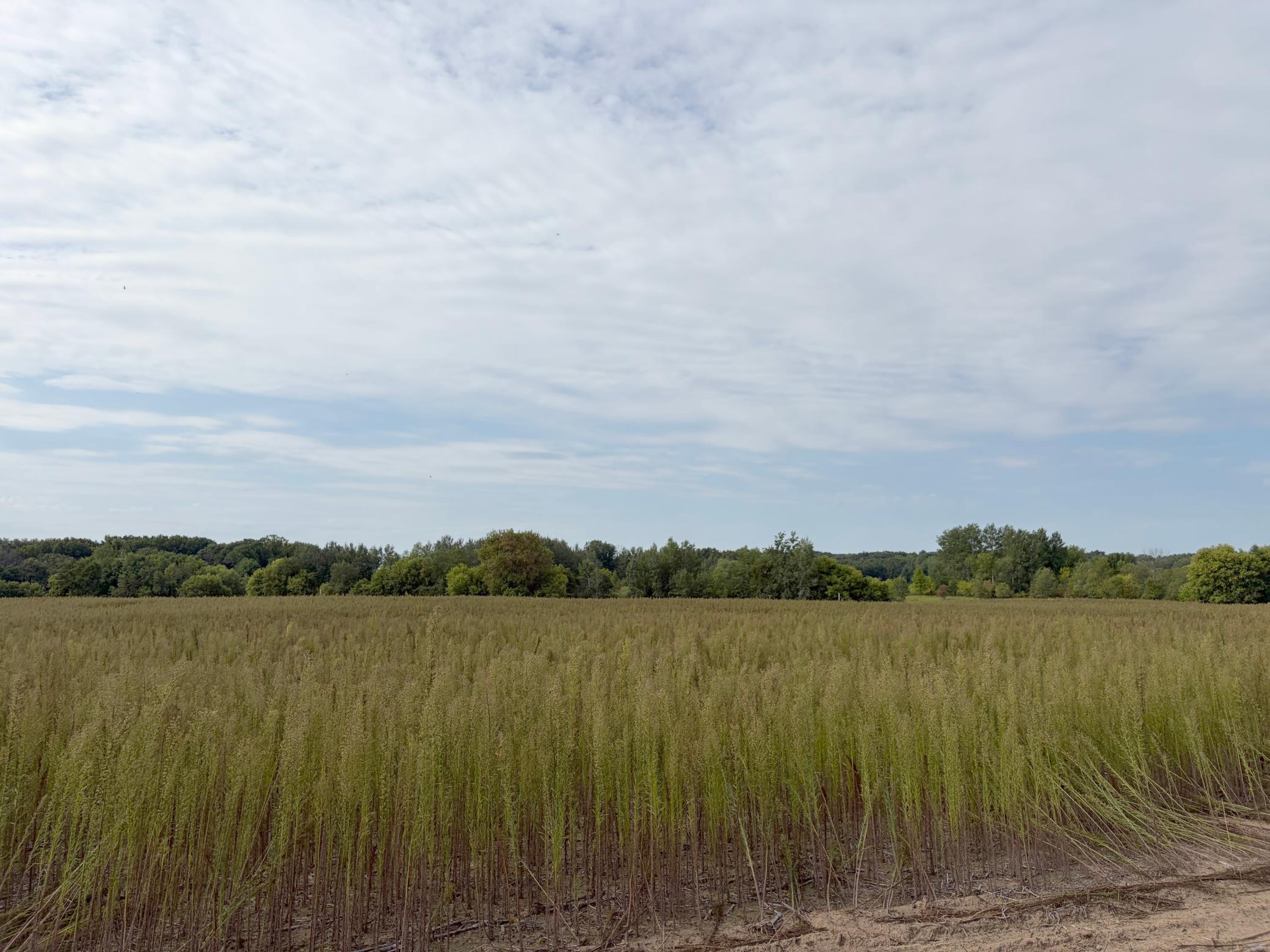 View of Residential Lot at TBD (L5-SM East) Yellowpine Court, Isanti - Mike Wilen | Minnesota Team Real Estate
