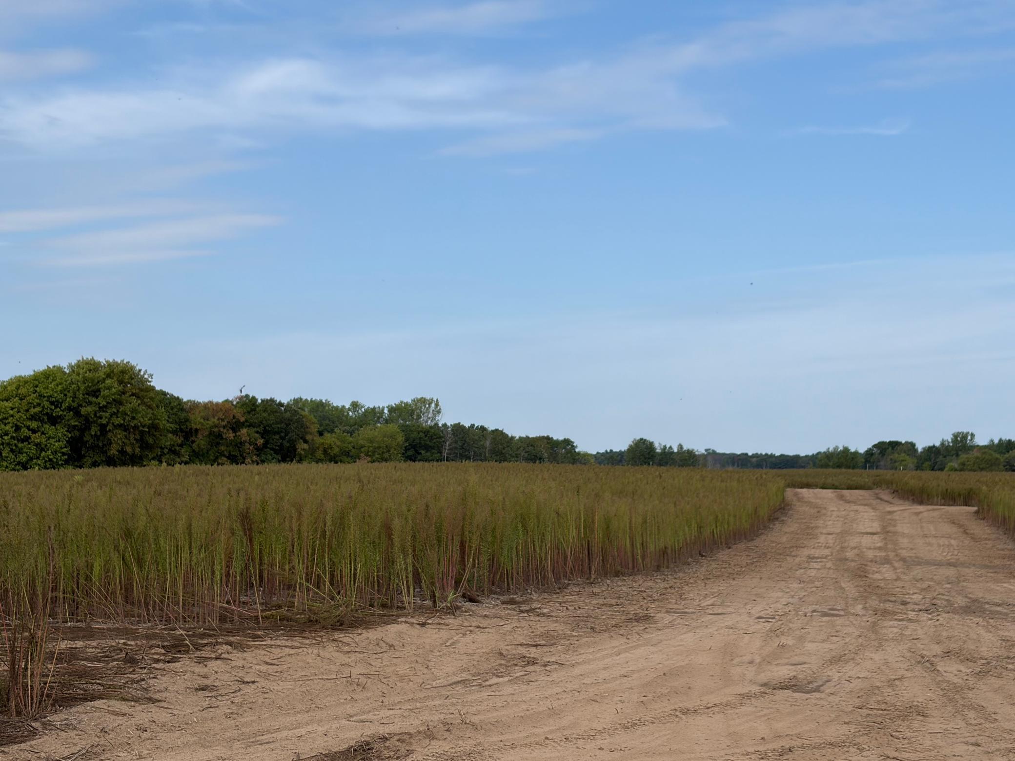 View of Land at TBD (L6-SM East) Yellowpine Court, Isanti MN 55040, Isanti (4 of 22) - Mike Wilen | Minnesota Team Real Estate