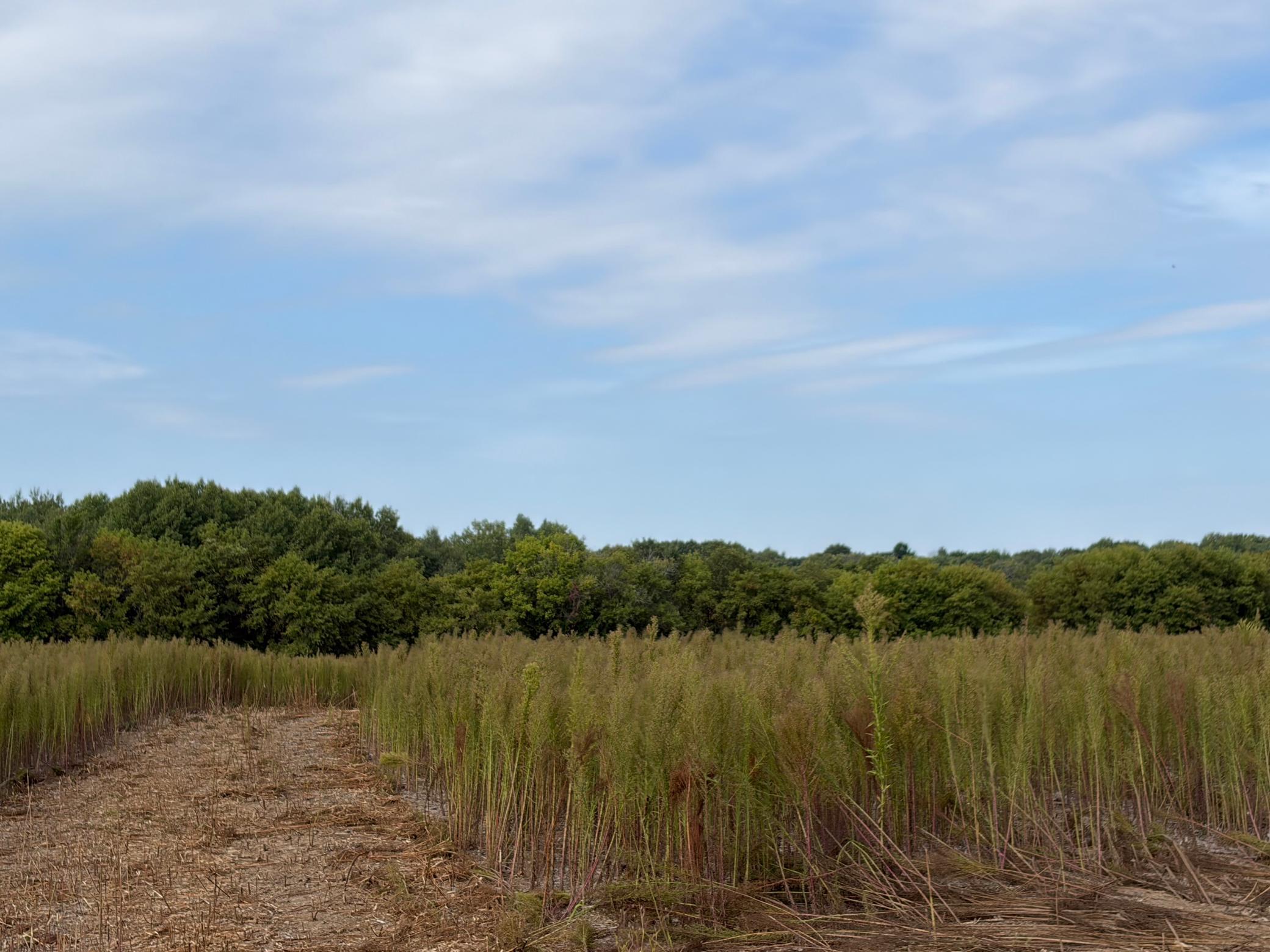 View of Land at TBD (L6-SM East) Yellowpine Court, Isanti MN 55040, Isanti (3 of 22) - Mike Wilen | Minnesota Team Real Estate
