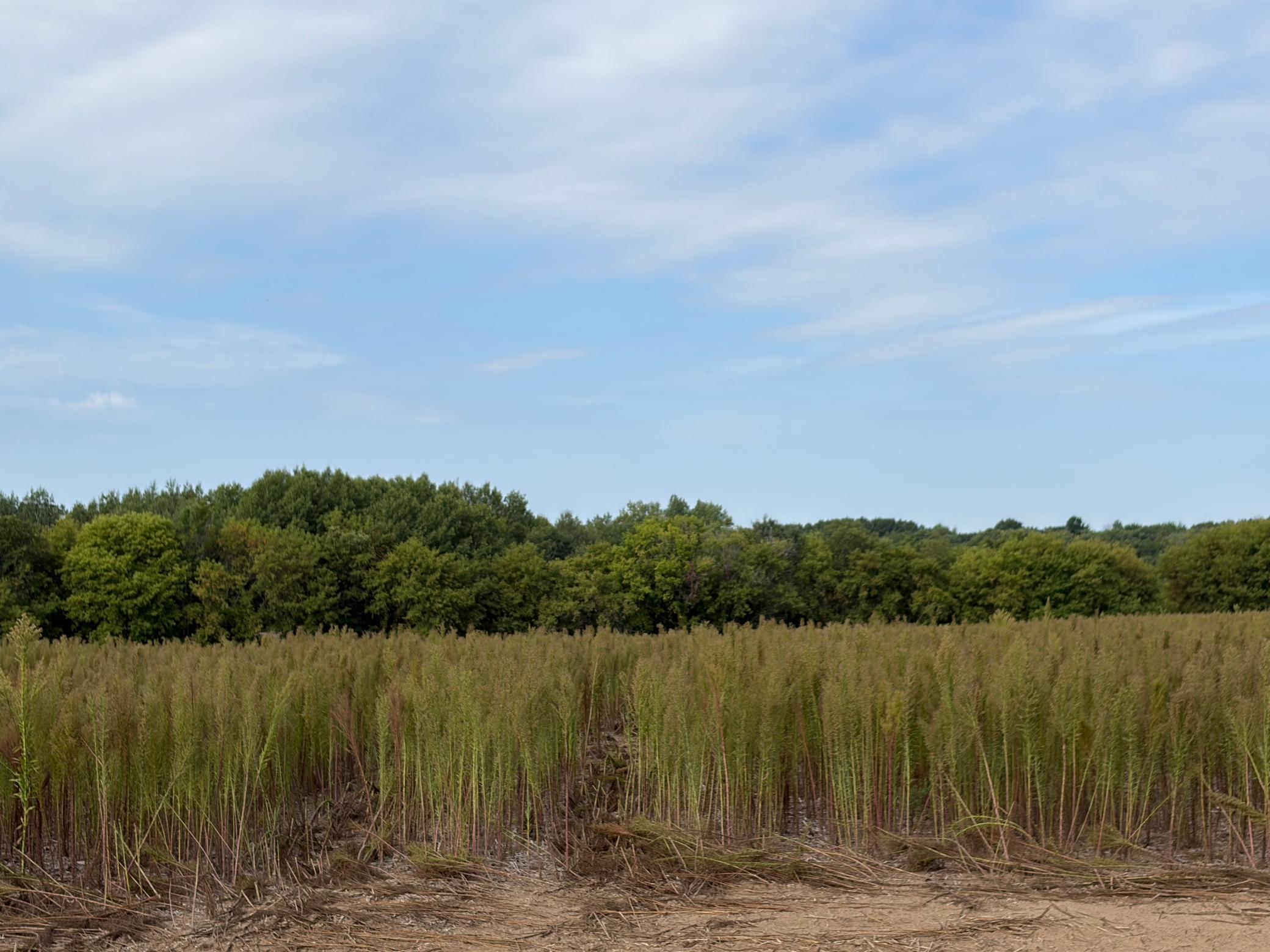 View of Residential Lot at TBD (L6-SM East) Yellowpine Court, Isanti - Mike Wilen | Minnesota Team Real Estate