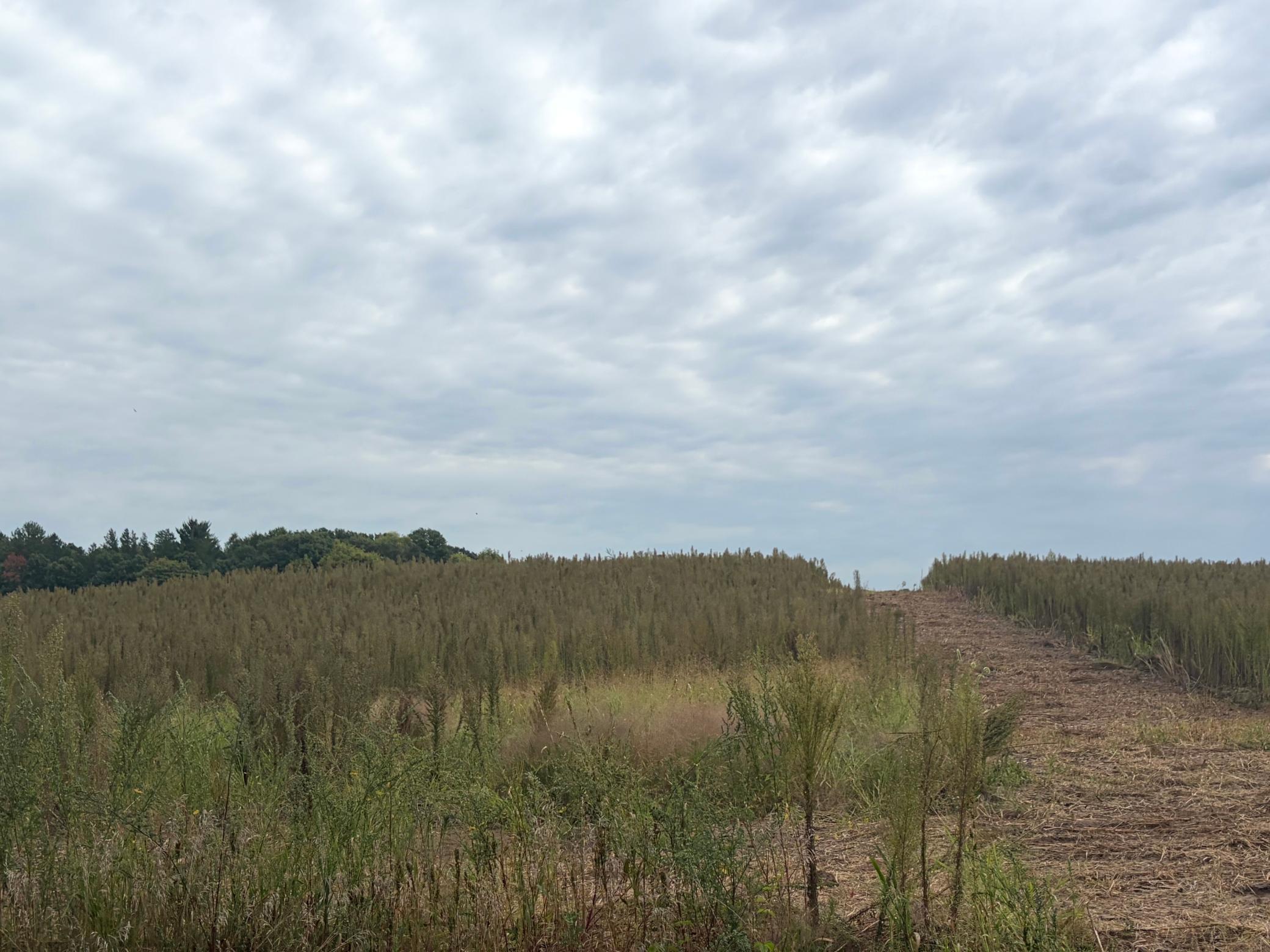 View of Land at TBD (L9-SM East) Flamingo Street, Isanti MN 55040, Isanti (3 of 21) - Mike Wilen | Minnesota Team Real Estate