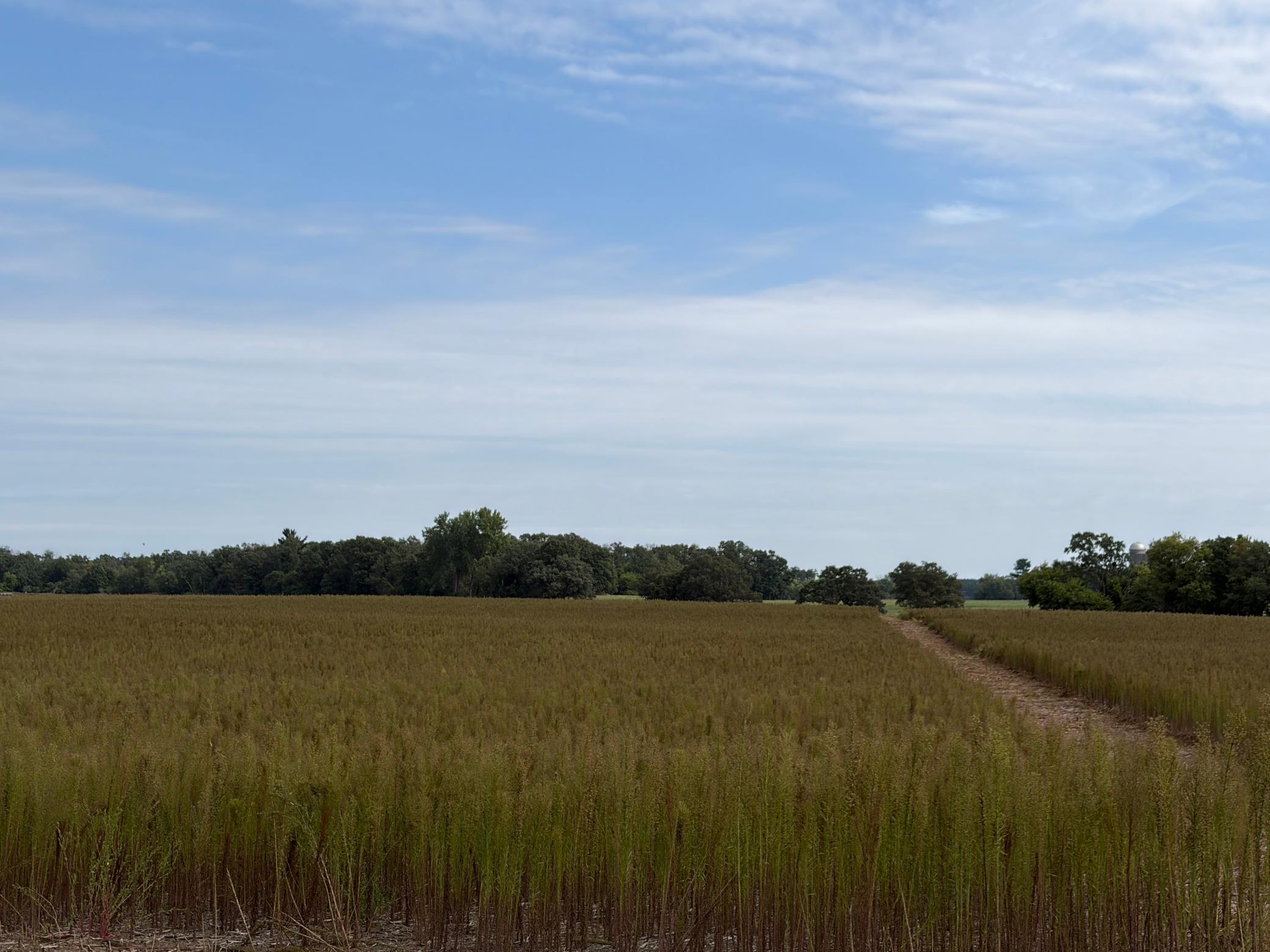 View of Land at TBD (L11-SM East) Yellowpine Court, Isanti MN 55040, Isanti (4 of 21) - Mike Wilen | Minnesota Team Real Estate