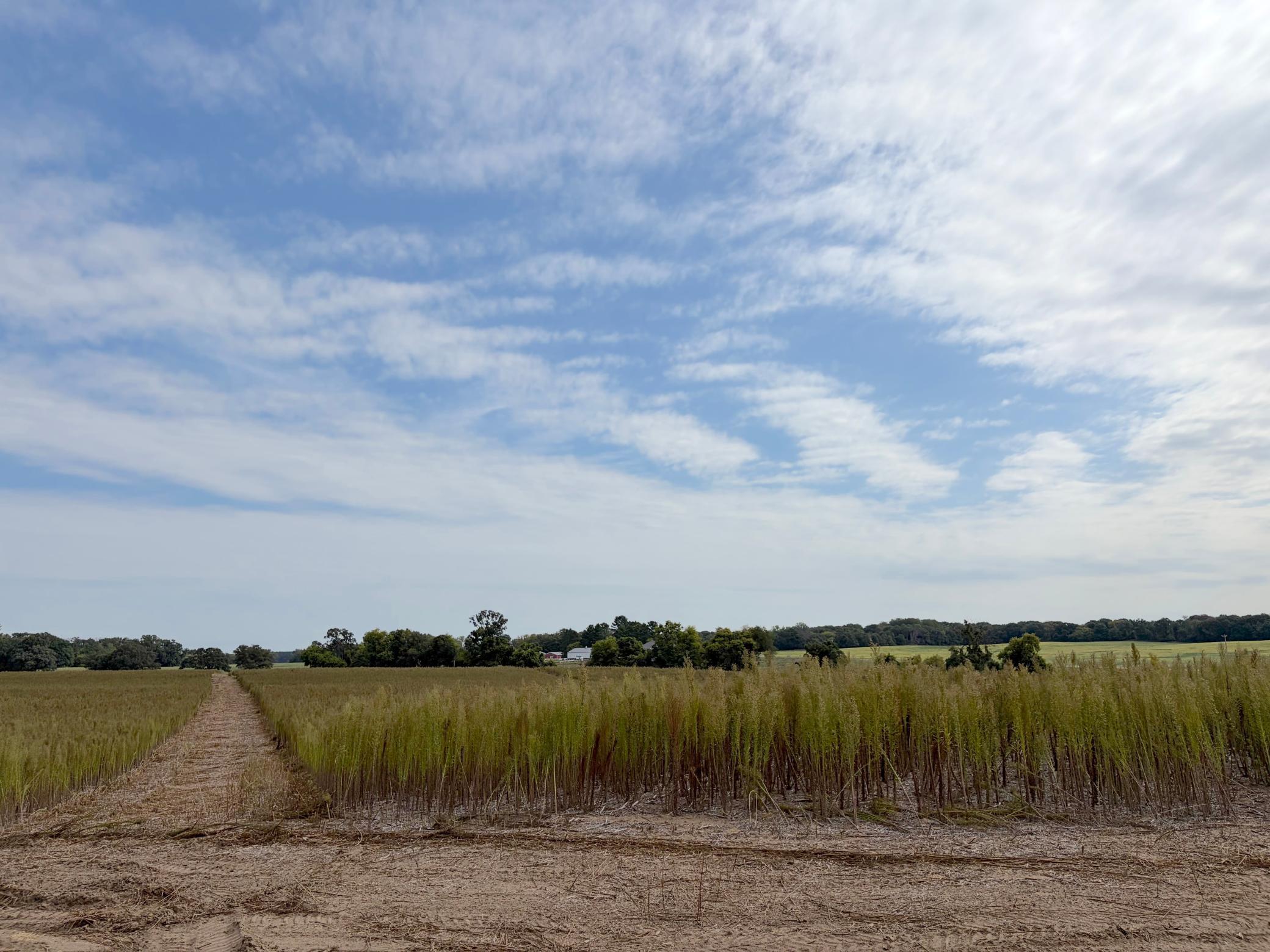 View of Land at TBD (L12-SM East) Yellowpine Court, Isanti MN 55040, Isanti (4 of 22) - Mike Wilen | Minnesota Team Real Estate