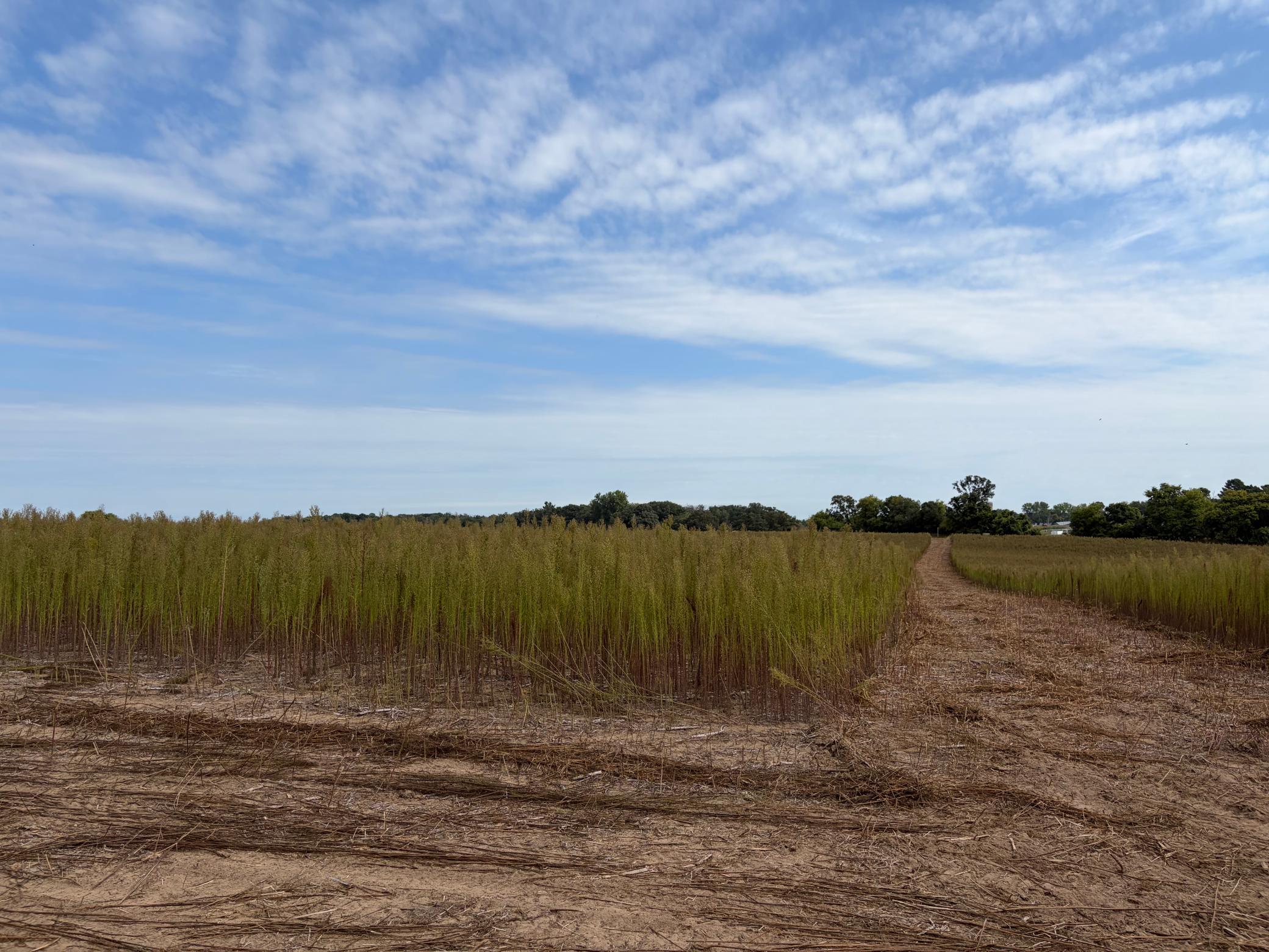 View of Land at TBD (L12-SM East) Yellowpine Court, Isanti MN 55040, Isanti (3 of 22) - Mike Wilen | Minnesota Team Real Estate