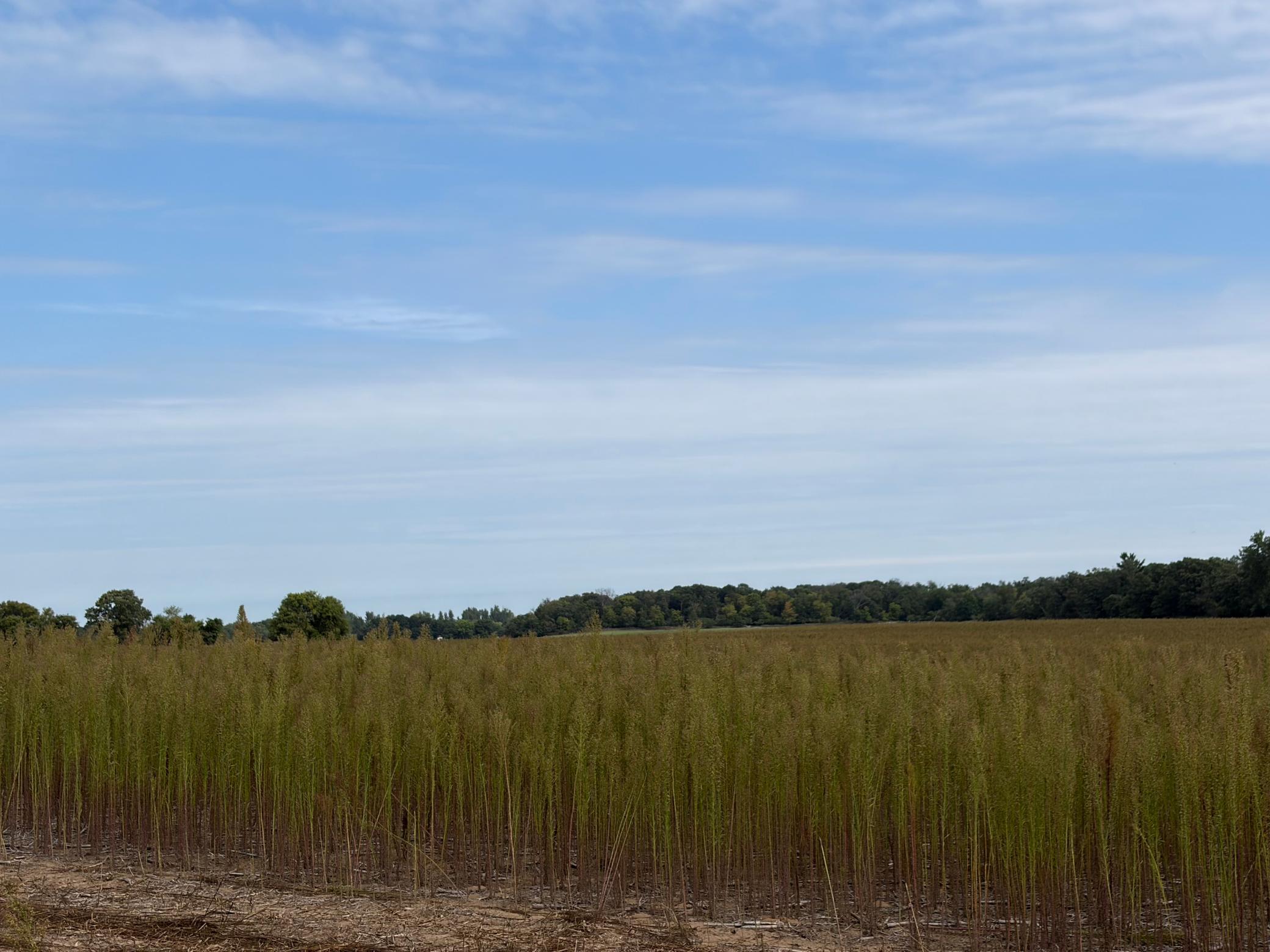 View of Land at TBD (L12-SM East) Yellowpine Court, Isanti MN 55040, Isanti (2 of 22) - Mike Wilen | Minnesota Team Real Estate