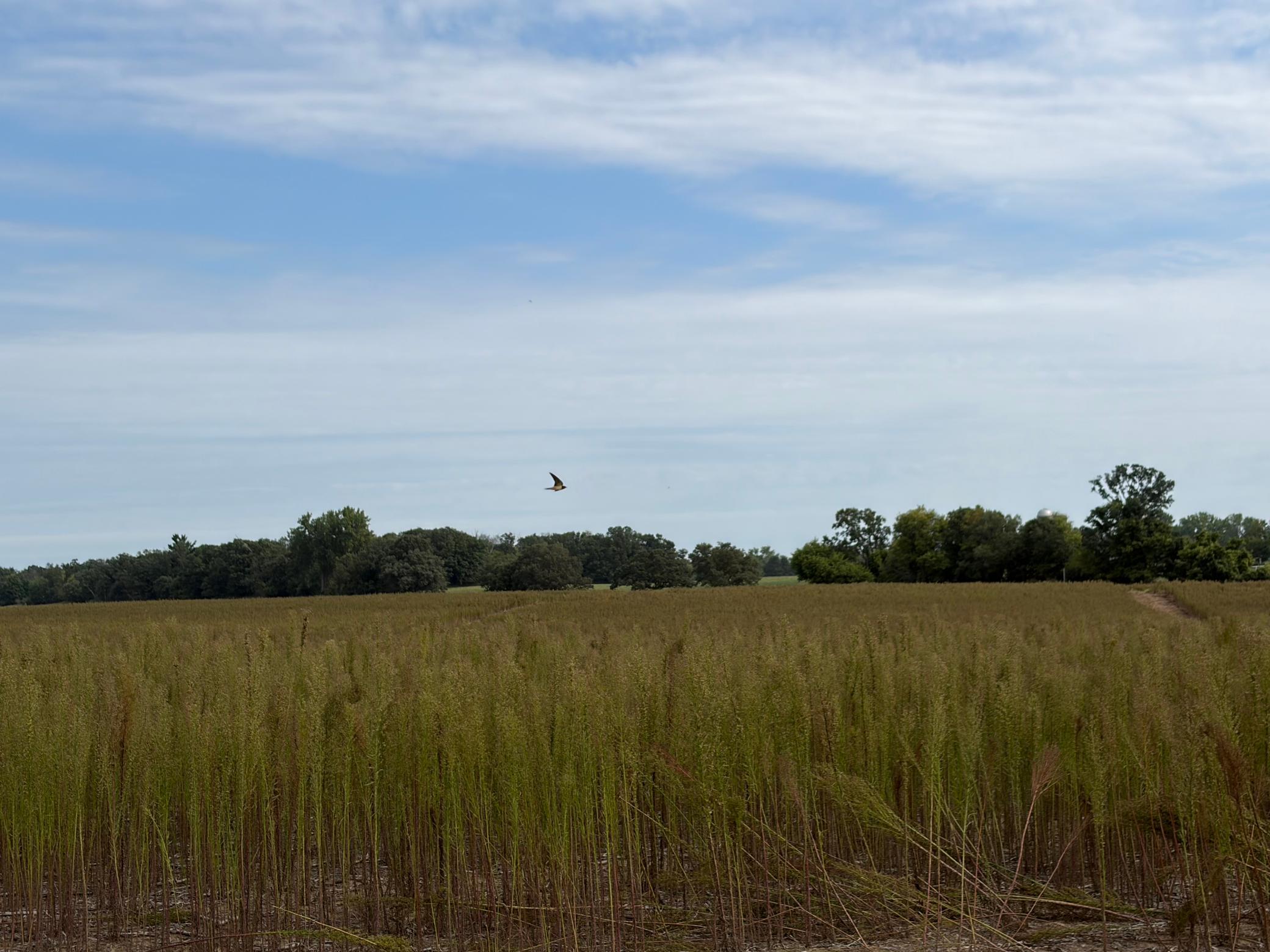 View of Residential Lot at TBD (L12-SM East) Yellowpine Court, Isanti - Mike Wilen | Minnesota Team Real Estate