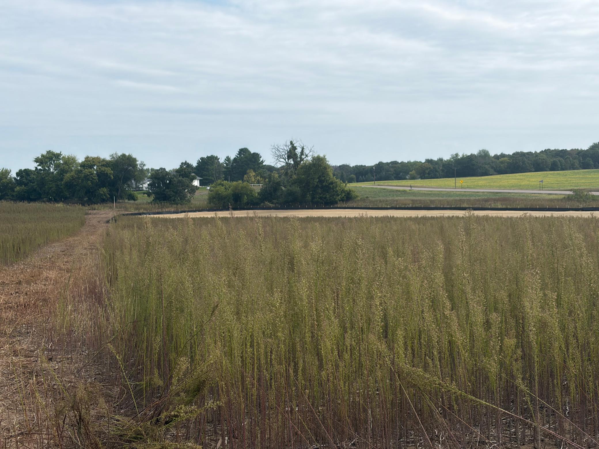 View of Land at TBD (L14-SM East) Yellowpine Court, Isanti MN 55040, Isanti (5 of 24) - Mike Wilen | Minnesota Team Real Estate