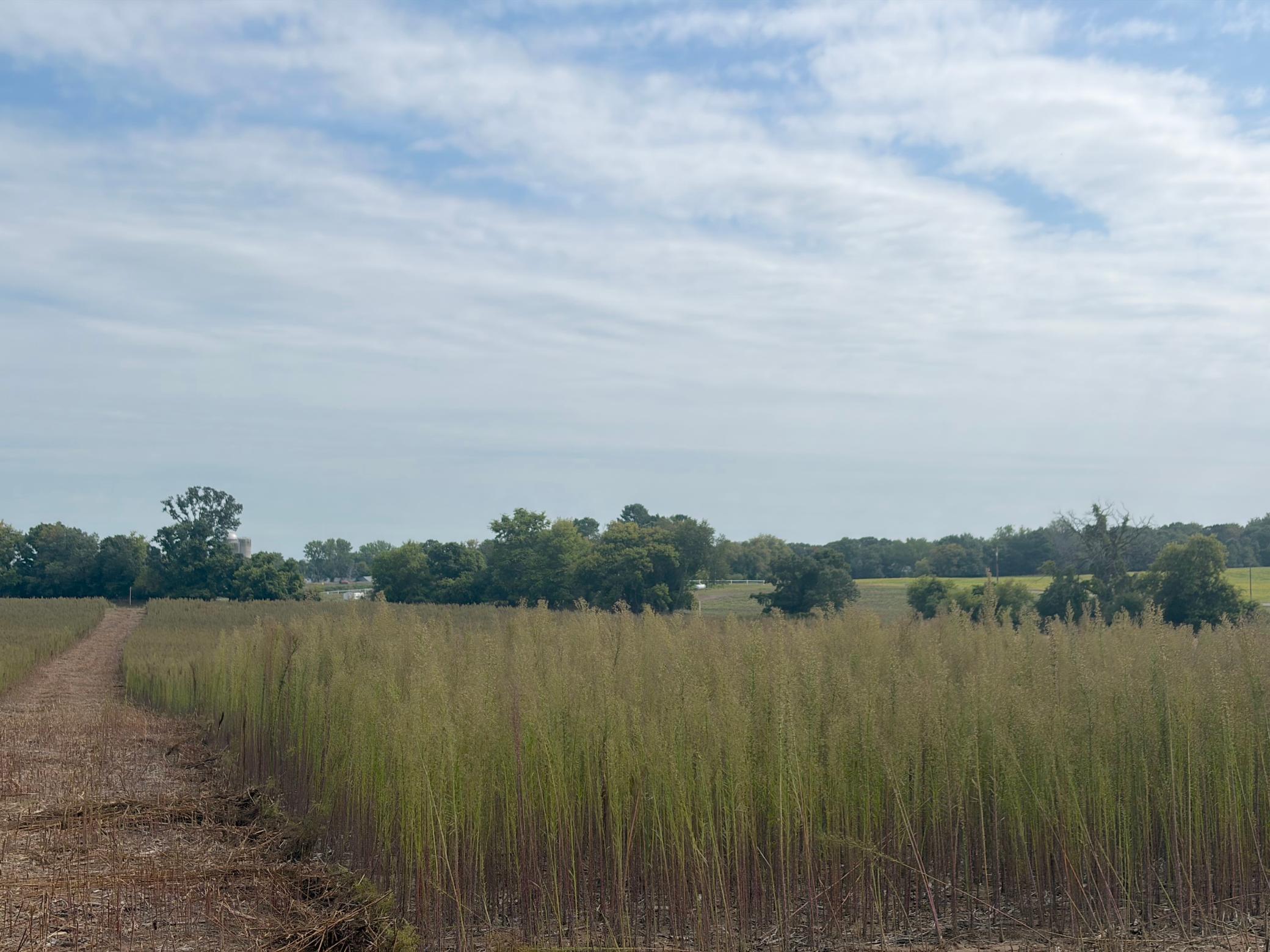 View of Residential Lot at TBD (L14-SM East) Yellowpine Court, Isanti - Mike Wilen | Minnesota Team Real Estate