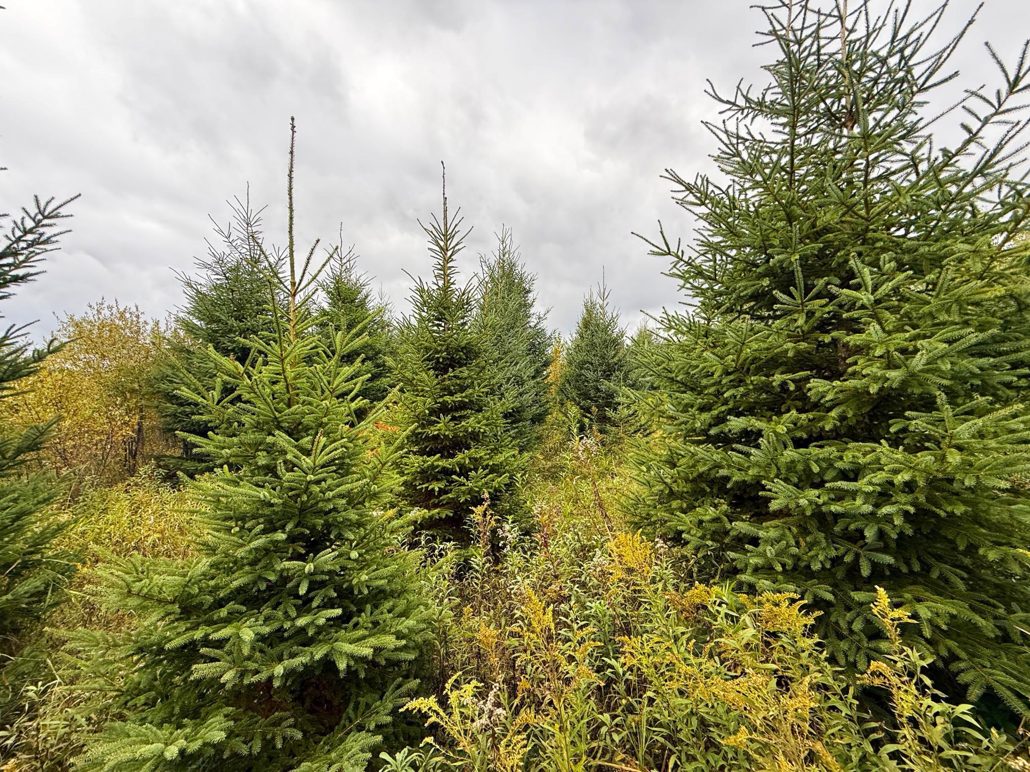 View of Land at TBD 360th Street, Onamia MN 56359, Onamia (8 of 59) - Mike Wilen | Minnesota Team Real Estate