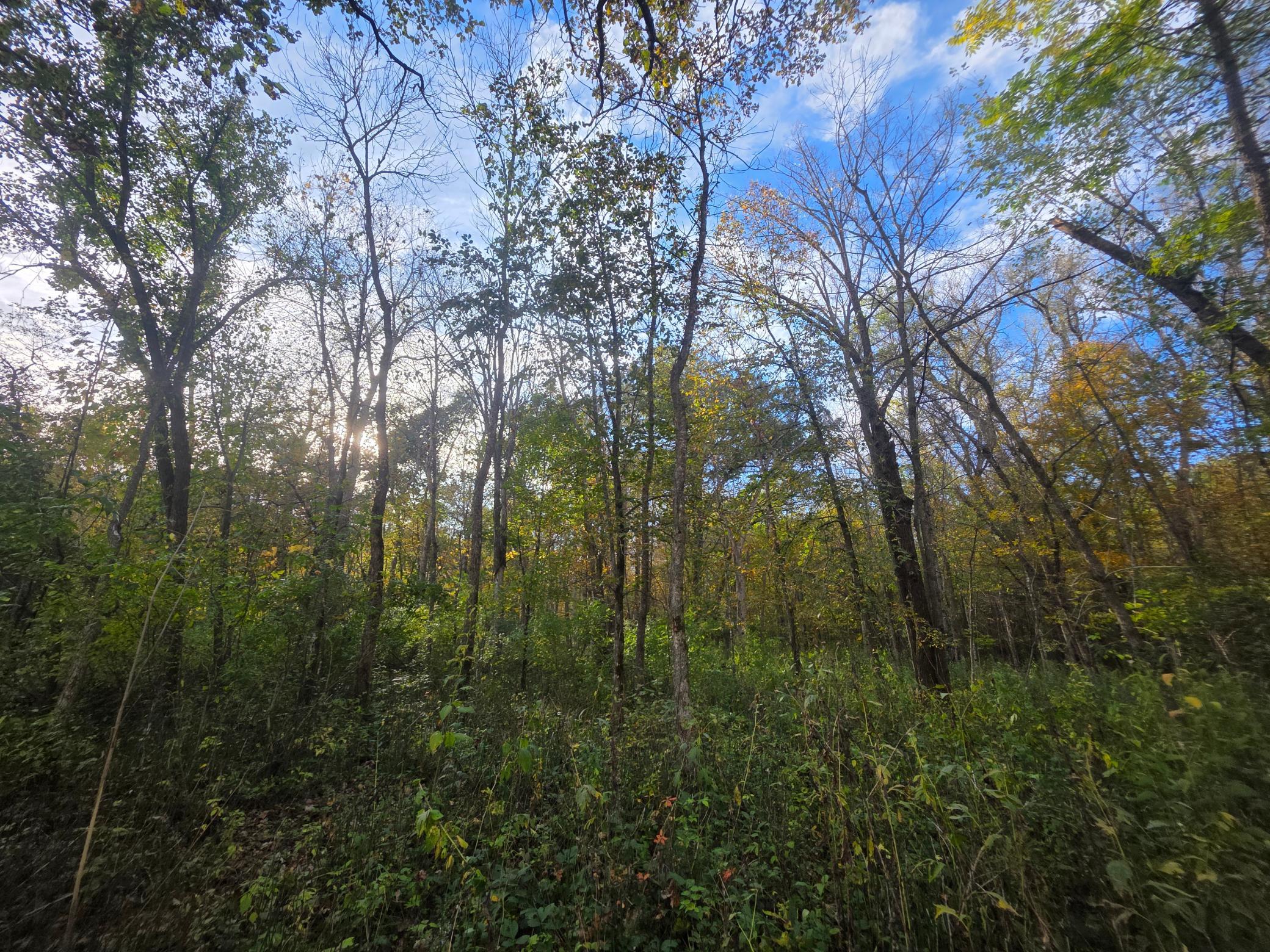 View of Land at TBD 300th St, Henderson MN 56044, Henderson (11 of 13) - Mike Wilen | Minnesota Team Real Estate