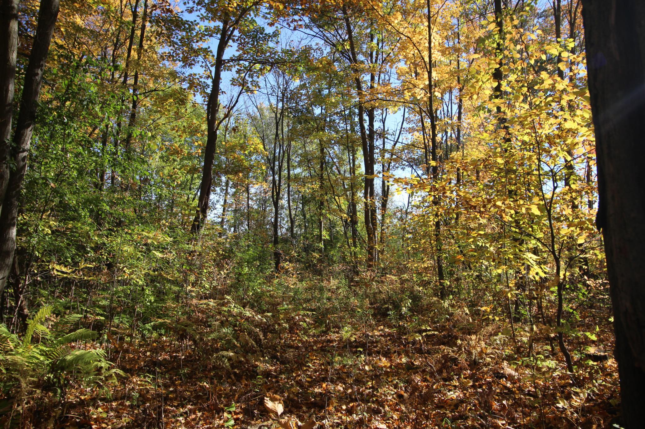 View of Land at TBD 177th Street, Ogilvie MN 56358, Ogilvie (2 of 20) - Mike Wilen | Minnesota Team Real Estate