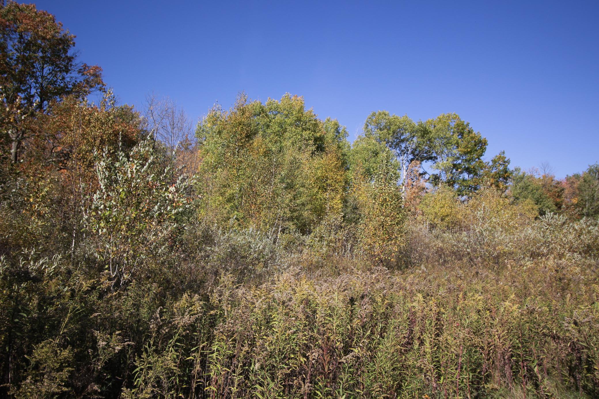View of Land at TBD 177th Street, Ogilvie MN 56358, Ogilvie (11 of 20) - Mike Wilen | Minnesota Team Real Estate